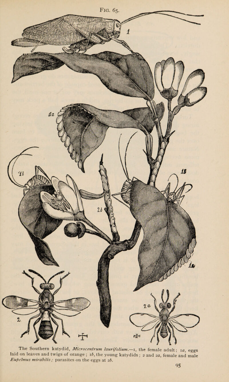 The Southern katydid, Microcentrum laurifolium .—i, the female adult; ia, eggs laid on leaves and twigs of orange ; ib, the young katydids ; 2 and 2a, female and male Eupelmus mirabilis ; parasites on the eggs at 2b.