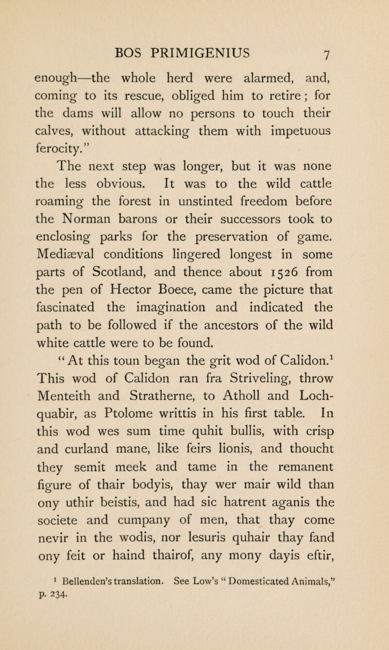 enough—the whole herd were alarmed, and, coming to its rescue, obliged him to retire ; for the dams will allow no persons to touch their calves, without attacking them with impetuous ferocity.” The next step was longer, but it was none the less obvious. It was to the wild cattle roaming the forest in unstinted freedom before the Norman barons or their successors took to enclosing parks for the preservation of game. Mediaeval conditions lingered longest in some parts of Scotland, and thence about 1526 from the pen of Hector Boece, came the picture that fascinated the imagination and indicated the path to be followed if the ancestors of the wild white cattle were to be found. “At this toun began the grit wod of Calidon.1 This wod of Calidon ran fra Striveling, throw Menteith and Stratherne, to Atholl and Loch- quabir, as Ptolome writtis in his first table. In this wod wes sum time quhit bullis, with crisp and curland mane, like feirs lionis, and thoucht they semit meek and tame in the remanent figure of thair bodyis, thay wer mair wild than ony uthir beistis, and had sic hatrent aganis the societe and cumpany of men, that thay come nevir in the wodis, nor lesuris quhair thay fand ony feit or haind thairof, any mony dayis eftir, 1 Bellenden’s translation. See Low’s “ Domesticated Animals,” P- 234-