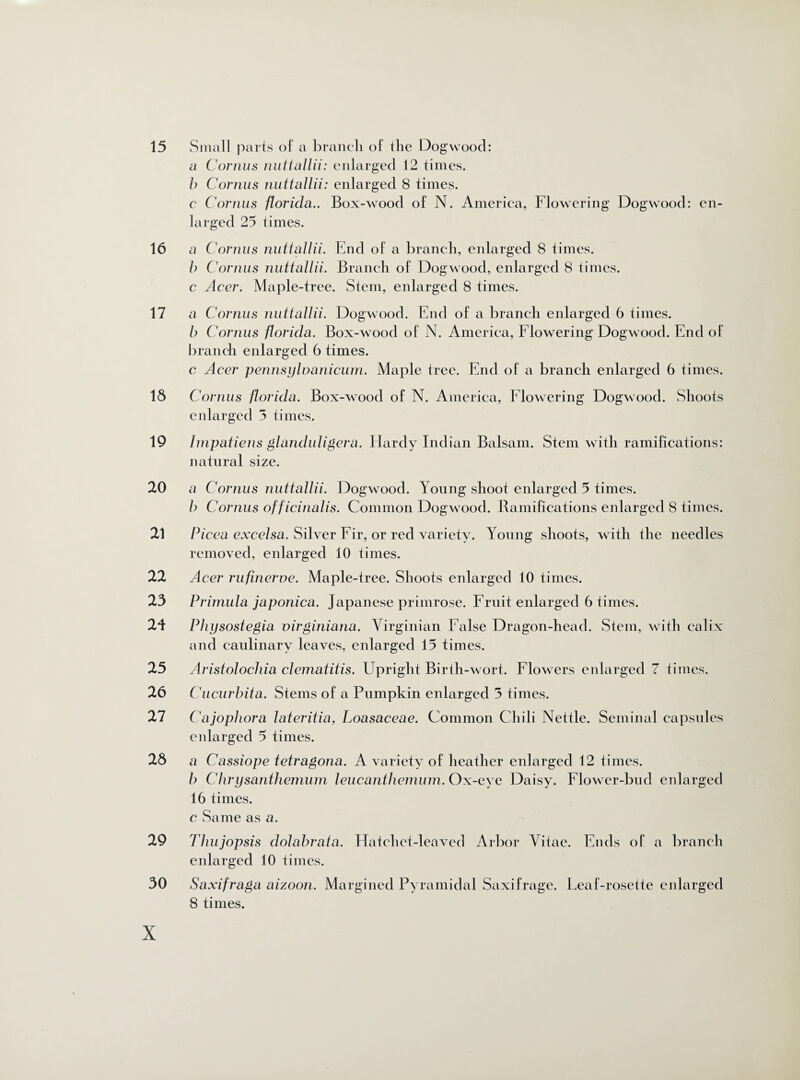 15 Small parts of a branch of the Dogwood: a Cornus nuttallii: enlarged 12 times. b Cornus nuttallii: enlarged 8 times. c Cornus florida.. Box-wood of N. America, Flowering Dogwood: en¬ larged 25 times. 16 a Cornus nuttallii. End of a branch, enlarged 8 times. b Cornus nuttallii. Branch of Dogwood, enlarged 8 times. c Acer. Maple-tree. Stem, enlarged 8 times. 17 a Cornus nuttallii. Dogwood. End of a branch enlarged 6 times. b Cornus florida. Box-wood of N. America, Flowering Dogwood. End of branch enlarged 6 times. c Acer pennsyluanicum. Maple tree. End of a branch enlarged 6 times. 18 Cornus florida. Box-wood of N. America, Flowering Dogwood. Shoots enlarged 3 times. 19 Impatiens ghmduligera. Hardy Indian Balsam. Stem with ramifications: natural size. 20 a Cornus nuttallii. Dogwood. Young shoot enlarged 5 times. b Cornus off icinalis. Common Dogwood. Ramifications enlarged 8 times. 21 Picea excelsa. Silver Fir, or red variety. Yonng shoots, with the needles removed, enlarged 10 times. 22 Acer rufinerve. Maple-tree. Shoots enlarged 10 times. 23 Primula japonica. Japanese primrose. Fruit enlarged 6 times. 2d Physostegia virginiana. Virginian False Dragon-head. Stem, with calix and caulinary leaves, enlarged 15 times. 25 Aristolochia clematitis. Fpright Birih-wort. Flowers enlarged 7 times. 26 Cucurbita. Stems of a Pumpkin enlarged 3 times. 27 Cajophora lateritia, Loasaceae. Common Chili Nettle. Seminal capsules enlarged 5 times. 28 a Cassiope tetragona. A variety of heather enlarged 12 times. b Chrysanthemum leucanthemum. Ox-eye Daisy. Flower-bnd enlarged 16 times. c Same as a. 29 Thujopsis dolabrata. Hatchet-leaved Arbor Vitae. Ends of a branch enlarged 10 times. 30 Saxifraga aizoon. Margined Pyramidal Saxifrage. Leaf-rosette enlarged 8 times.