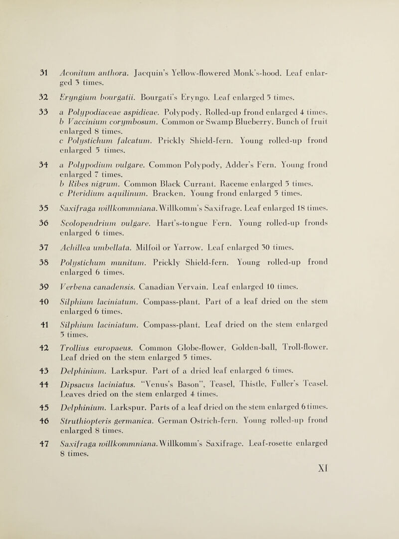 31 32 33 34 35 36 37 38 39 40 41 42 43 44 45 46 47 Aconitum anlliora. Jacquin’s Yellow-flowered Monk’s-hood. Leaf enlar¬ ged 3 times. Eryngium bourgatii. Bourgati’s Eryngo. Leaf enlarged 5 times. a Polypodiaceae aspidieae. Polypody. Rolled-up frond enlarged 4 times. b Vactinium corymbosum. Common or Swamp Blueberry. Bunch of fruit enlarged 8 times. c Polystichum falcatum. Prickly Shield-fern. Young rolled-up frond enlarged 5 times. a Poly podium vulgar e. Common Polypody, Adder’s Fern. Young frond enlarged 7 times. b Ribes nigrum. Common Black Currant. Raceme enlarged 5 times. c Pteridium aquilinum. Bracken. Young frond enlarged 5 times. Saxifraga miUkommniana. Willkomm's Saxifrage. Leaf enlarged 18 times. Scolopendrium vulgare. Hart’s-tongue Fern. Young rolled-up fronds enlarged 6 times. Achillea umbellata. Milfoil or Yarrow. Leaf enlarged 30 times. Polystichum munitum. Prickly Shield-fern. Young rolled-up frond enlarged 6 times. Verbena canadensis. Canadian Vervain. Leaf enlarged 10 times. Silphium laciniatum. Compass-plant. Part of a leaf dried on the stem enlarged 6 times. Silphium laciniatum. Compass-plant. Leaf dried on the stem enlarged 5 times. Trollius europaeus. Common Globe-flower, Golden-ball, Troll-flower. Leaf dried on the stem enlarged 5 times. Delphinium. Larkspur. Part of a dried leaf enlarged 6 times. Dipsacus laciniatus. “Venus’s Bason ”, Teasel, Thistle, Fuller’s I easel. Leaves dried on the stem enlarged 4 times. Delphinium. Larkspur. Parts of a leaf dried on the stem enlarged 6 times. Strutliiopteris germanica. German Ostrich-fern. Young rolled-up frond enlarged 8 times. Saxifraga miUkommniana.Willkomm’s Saxifrage. Leaf-rosette enlarged 8 times.