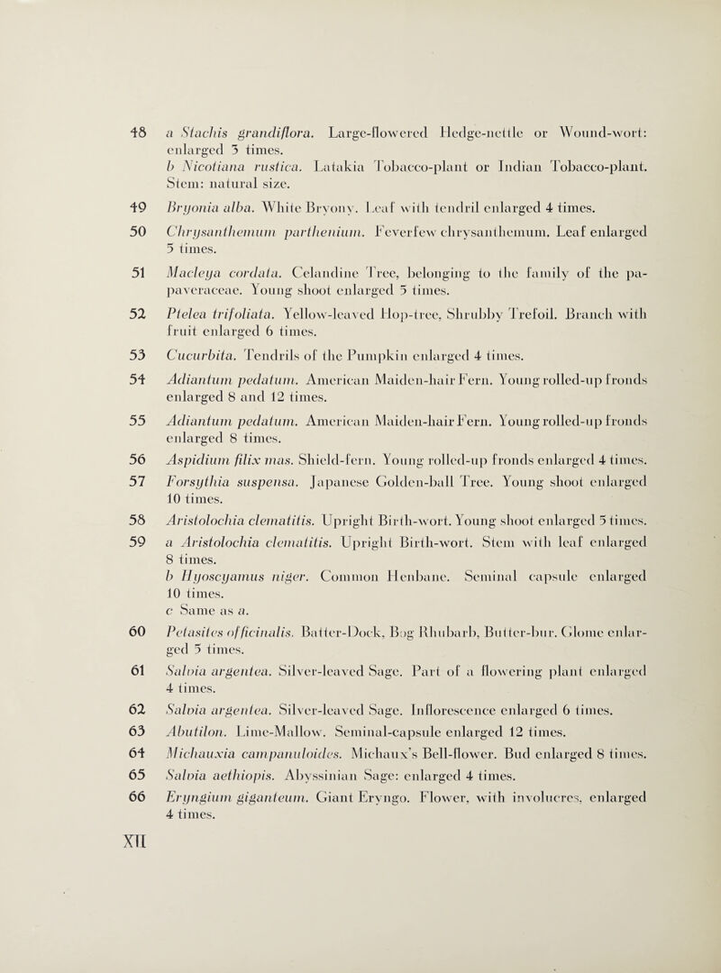 46 49 50 51 52 53 54 55 56 57 56 59 60 61 62 63 64 65 66 xn a Stachis grandiflora. Large-flowered Hedge-nettle or Wound-wort: enlarged 3 times. b Nicotiana. rustica. Latakia Tobacco-plant or Indian Tobacco-plant. Stem: natural size. Bryonia alba. White Bryony. Leaf with tendril enlarged 4 times. Chrysanthemum parthenium. Feverfew chrysanthemum. Leaf enlarged 5 times. Macleya cor data,. Celandine Tree, belonging to ihe family of the pa- paveraceae. Young shoot enlarged 5 times. Ptelea trifoliata. Yellow-leaved Hop-tree, Shrubby Trefoil. Branch with fruit enlarged 6 times. Cucurbita. Tendrils of the Pumpkin enlarged 4 times. Adiantum pedatum. American Maiden-hair Fern. Young rolled-up fronds enlarged 8 and 12 times. Adiantum pedatum. American Maiden-liair Fern. Young rolled-up fronds enlarged 8 times. Aspidium filix mas. Shield-fern. Young rolled-up fronds enlarged 4 times. Forsythia suspensa. Japanese Golden-ball Tree. Young shoot enlarged 10 times. Aristolochia clematitis. Upright Birth-wort. Young shoot enlarged 5 times. a Aristolochia clematitis. Upright Birth-wort. Stem with leaf enlarged 8 times. b Hyoscyamus niger. Common Henbane. Seminal capsule enlarged 10 times. c Same as a. Pelasiles officinalis. Batter-Dock, Bog Rhubarb, Buiter-bur. Glome enlar¬ ged 5 times. Salvia argentea. Silver-leaved Sage. Part of a flowering plant enlarged 4 times. Salvia argentea. Silver-leaved Sage. Inflorescence enlarged 6 times. Abutilon. Lime-Mallow. Seminal-capsule enlarged 12 times. Michauxia campanuloides. Micliaux’s Bell-flower. Bud enlarged 8 times. Salvia aethiopis. Abyssinian Sage: enlarged 4 times. Eryngium giganteum. Giant Eryngo. Flower, with involucres, enlarged 4 times.