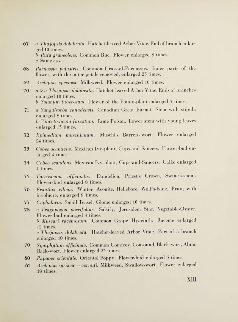 67 68 69 70 71 12 73 74 75 76 77 78 79 80 81 a Thujopsis dolabrata. Hatchet-leaved Arbor Vitae. End ol branch enlar¬ ged 10 times. b Ruta graveolens. Common Rue. Flower enlarged 8 times. c Same as a. Parnassia palustris. Common Grass-of-Parnassus. Inner parts ol the flower, with the outer petals removed, enlarged 25 times. Asclepias speciosa. Milkweed. Flower enlarged 10 times. a & c Thu jopsis dolabrata. Hatchet-leaved Arbor Vitae. Ends ol branches enlarged 10 times. b Solarium tuberosum. Flower of the Potato-plant enlarged 5 times. a Sanguisorba canadensis. Canadian Great Burnet. Stem with stipula enlarged 8 times. b Vincetoxicum fuscatum. Tame Poison. Tower stem with young leaves enlarged 15 times. Epimedium muschianum. Muschis Barren-wort. Flower enlarged 24 times. Cobea scandens. larged 4 times. Mexican Ivy-plant, Cups-and-Saucers. Flower-bud en- Cobea scandens. Mexican Ivy-plant, Cups-and-Saucers. 4 times. enlarged Taraxacum officinalis. Dandelion, Priest s Crown, Swine s-snout. Flower-bud enlarged 8 times. Eranthis cilicia. Winter Aconite, Hellebore, Wolfs-bane. Fruit, with involucre, enlarged 8 times. Cephalaria. Small Teasel. Glome enlarged 10 times. a Tragopogon porrifolius. Salsify, Jerusalem Star, Vegetable-Oyster. Flower-bud enlarged 4 times. b Muscari racemosum. Common Grape Hyacinth. Raceme enlarged 12 times. c Thujopsis dolabrata. Hatchet-leaved Arbor Vitae. Part of a branch enlarged 10 times. Symphytum officinale. Common Comfrey, Consound, Black-wort, Alum, Back-wort. Flower enlarged 25 times. Papaver orientale. Oriental Poppy. Flower-bud enlarged 5 times. Asclepias syriaca — cornuti. Milkweed, Swallow-wort. Flower enlarged 18 times.