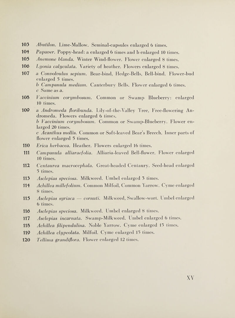 103 Abutilon. Lime-Mallow. Seminal-capsules enlarged 6 times. 104 Papaver. Poppy-head: a enlarged 6 times and b enlarged 10 times. 105 Anemone blancla. Winter Wind-flower. Flower enlarged 8 times. 106 Lyonia calyculata. Variety of heather. Flowers enlarged 8 times. 107 a Convolvulus sepium. Bear-bind, Hedge-Bells, Bell-bind. Flower-bud enlarged 5 times. b Campanula medium. Canterbury Bells. Flower enlarged 6 times. c Same as a. 108 Vaccinium corymbosum. Common or Swamp Blueberry: enlarged 10 times. 109 a Andromeda floribunda. Lily-of-the-Valley Tree, Free-flowering An¬ dromeda. Flowers enlarged 6 times. b Vaccinium corymbosum. Common or Swamp-Blueberry. Flower en¬ larged 20 times. c Acanthus mollis. Common or Soft-leaved Bear’s Breech. Inner parts of flower enlarged 5 times. 110 Erica herbacea. Heather. Flowers enlarged 16 times. 111 Campanula alliaraefolia. Alliaria-leaved Bell-flower. Flower enlarged 10 times. 112 C entaurea macrocephala. Great-headed Centaury. Seed-head enlarged 5 times. 113 Asclepias speciosa. Milkweed. Umbel enlarged 3 times. lli* Achillea millefolium. Common Milfoil, Common Yarrow. Cyme enlarged 8 times. 115 Asclepias syriaca — cornuti. Milkweed, Swallow-wort. Umbel enlarged 6 times. 116 Asclepias speciosa. Milkweed. Umbel enlarged 8 times. 117 Asclepias incarnata. Swamp-Milkweed. Umbel enlarged 6 times. 118 Achillea fdipendulina. Noble Yarrow. Cyme enlarged 15 times. 119 Achillea clypeolata. Milfoil. Cyme enlarged 15 times. 120 Tellima grandiflora. Flower enlarged 12 times.