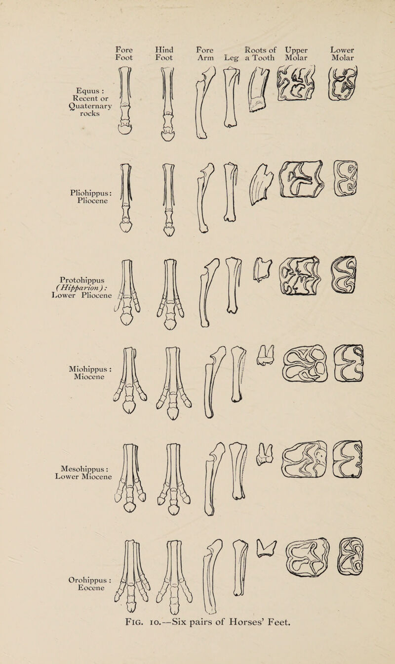 Fore Foot Equus : Recent or Quaternary rocks Hind Foot Fore Arm Roots of Upper Leg- a Tooth Molar cj Protohippus (Hipp avion) : Lower Pliocene / O Miohippus : Miocene Mesohippus : Lower Miocene