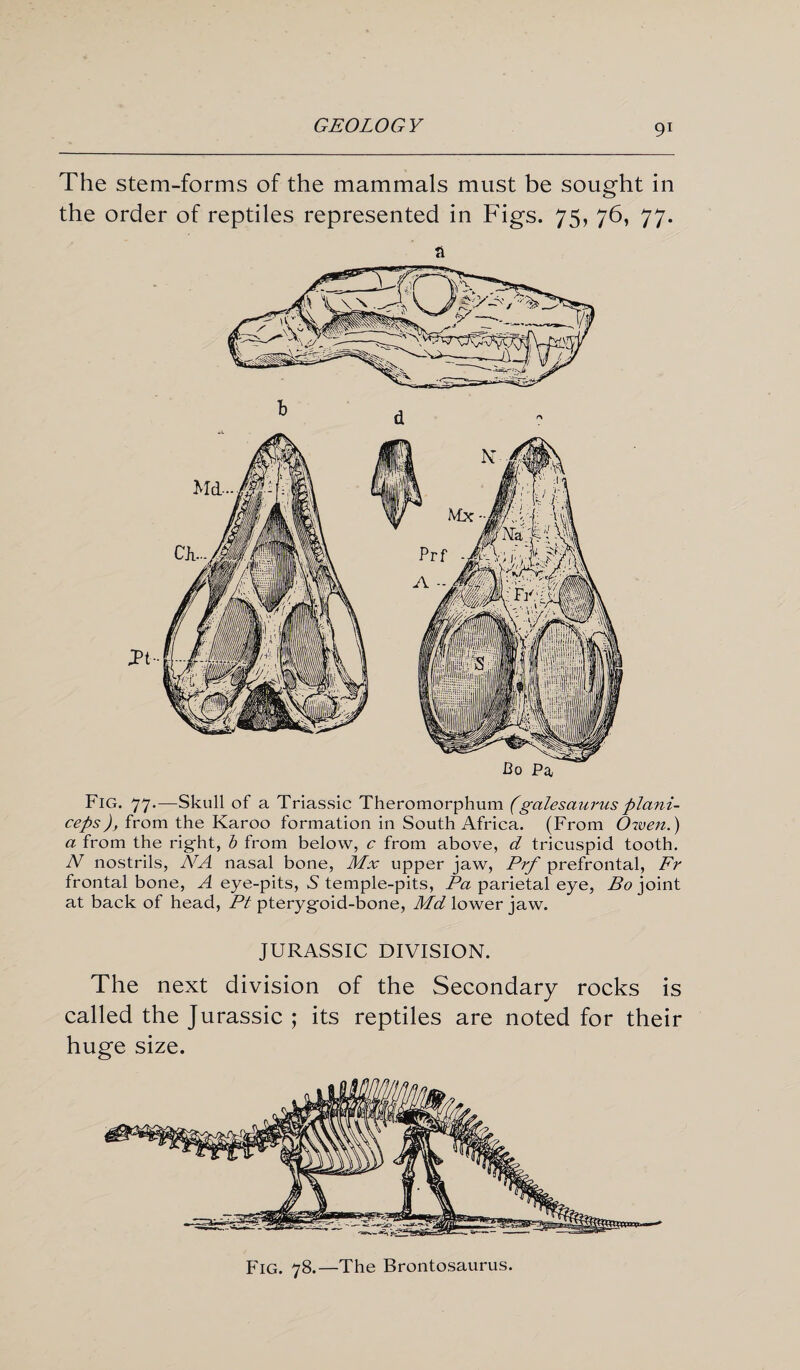The stem-forms of the mammals must be sought in the order of reptiles represented in Figs. 75- 76. 77- a Fig. 77.-—Skull of a Triassic Theromorphum (galesaurus plani- ceps), from the Karoo formation in South Africa. (From Owen.) a from the right, b from below, c from above, d tricuspid tooth. N nostrils, NA nasal bone, Mx upper jaw, Prf prefrontal, Fr frontal bone, A eye-pits, 5 temple-pits, Pa parietal eye, Bo joint at back of head, Pt pterygoid-bone, Md lower jaw. JURASSIC DIVISION. The next division of the Secondary rocks is called the Jurassic ; its reptiles are noted for their huge size. Fig. 78.—The Brontosaurus.