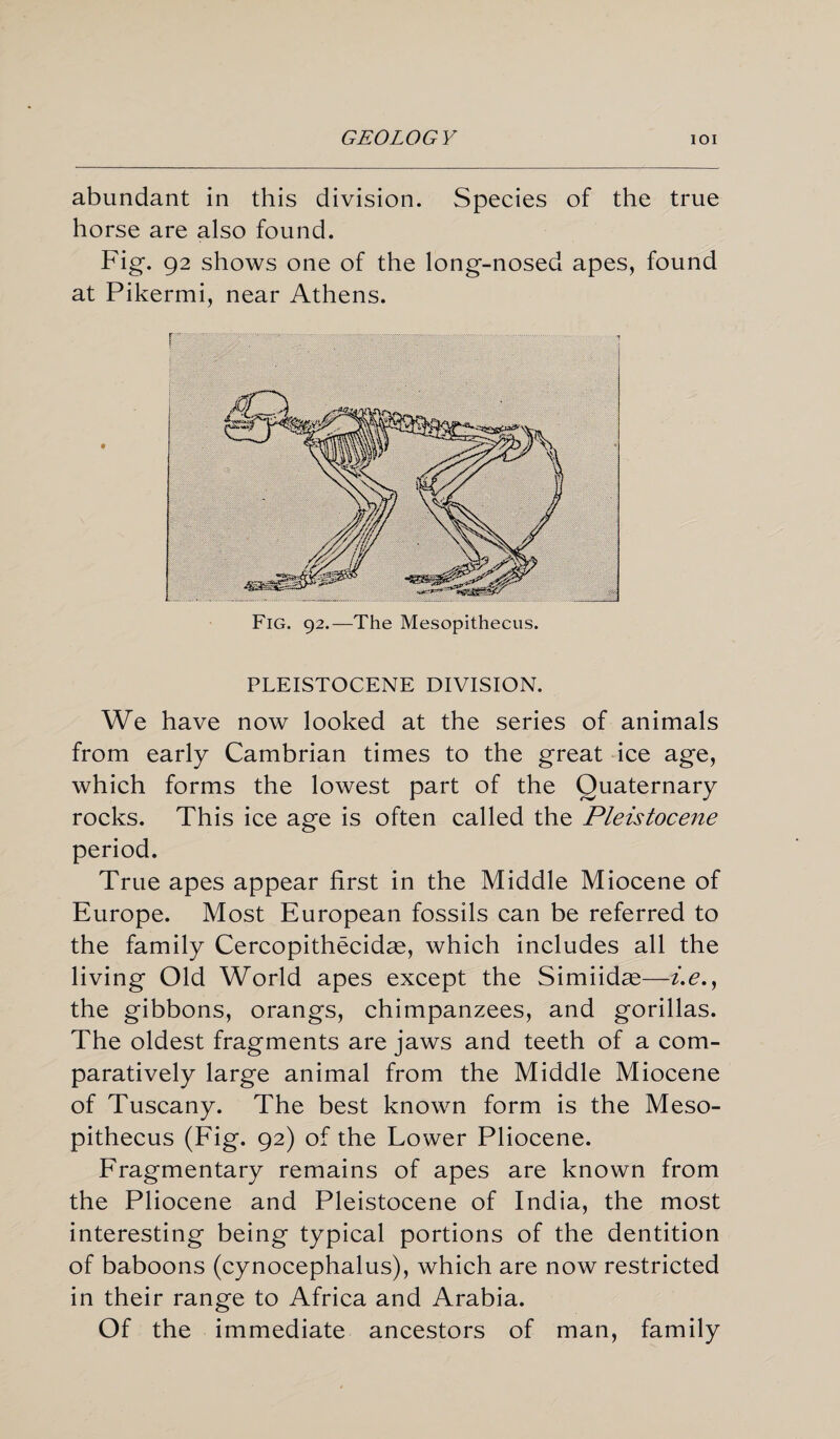 abundant in this division. Species of the true horse are also found. Fig. 92 shows one of the long-nosed apes, found at Pikermi, near Athens. PLEISTOCENE DIVISION. We have now looked at the series of animals from early Cambrian times to the great ice age, which forms the lowest part of the Quaternary rocks. This ice age is often called the Pleistocene period. True apes appear first in the Middle Miocene of Europe. Most European fossils can be referred to the family Cercopithecidas, which includes all the living Old World apes except the Simiidas—i.e., the gibbons, orangs, chimpanzees, and gorillas. The oldest fragments are jaws and teeth of a com¬ paratively large animal from the Middle Miocene of Tuscany. The best known form is the Meso- pithecus (Fig. 92) of the Lower Pliocene. Fragmentary remains of apes are known from the Pliocene and Pleistocene of India, the most interesting being typical portions of the dentition of baboons (cynocephalus), which are now restricted in their range to Africa and Arabia. Of the immediate ancestors of man, family