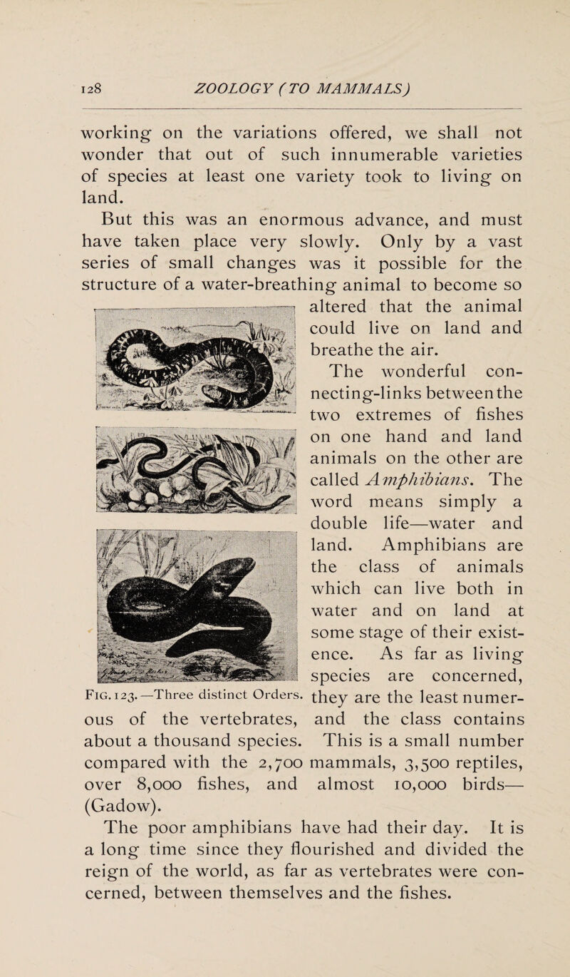 working- on the variations offered, we shall not wonder that out of such innumerable varieties of species at least one variety took to living on land. But this was an enormous advance, and must have taken place very slowly. Only by a vast series of small changes was it possible for the structure of a water-breathing animal to become so altered that the animal could live on land and breathe the air. The wonderful con¬ necting-links between the two extremes of fishes on one hand and land animals on the other are called Amphibians. The word means simply a double life—water and land. Amphibians are the class of animals which can live both in water and on land at some stage of their exist¬ ence. As far as living species are concerned, they are the least numer- and the class contains This is a small number mammals, 3,500 reptiles, almost 10,000 birds— (Gadow). The poor amphibians have had their day. It is a long time since they flourished and divided the reign of the world, as far as vertebrates were con¬ cerned, between themselves and the fishes. Fig. 123.—Three distinct Orders. ous of the vertebrates, about a thousand species, compared with the 2,700 over 8,000 fishes, and