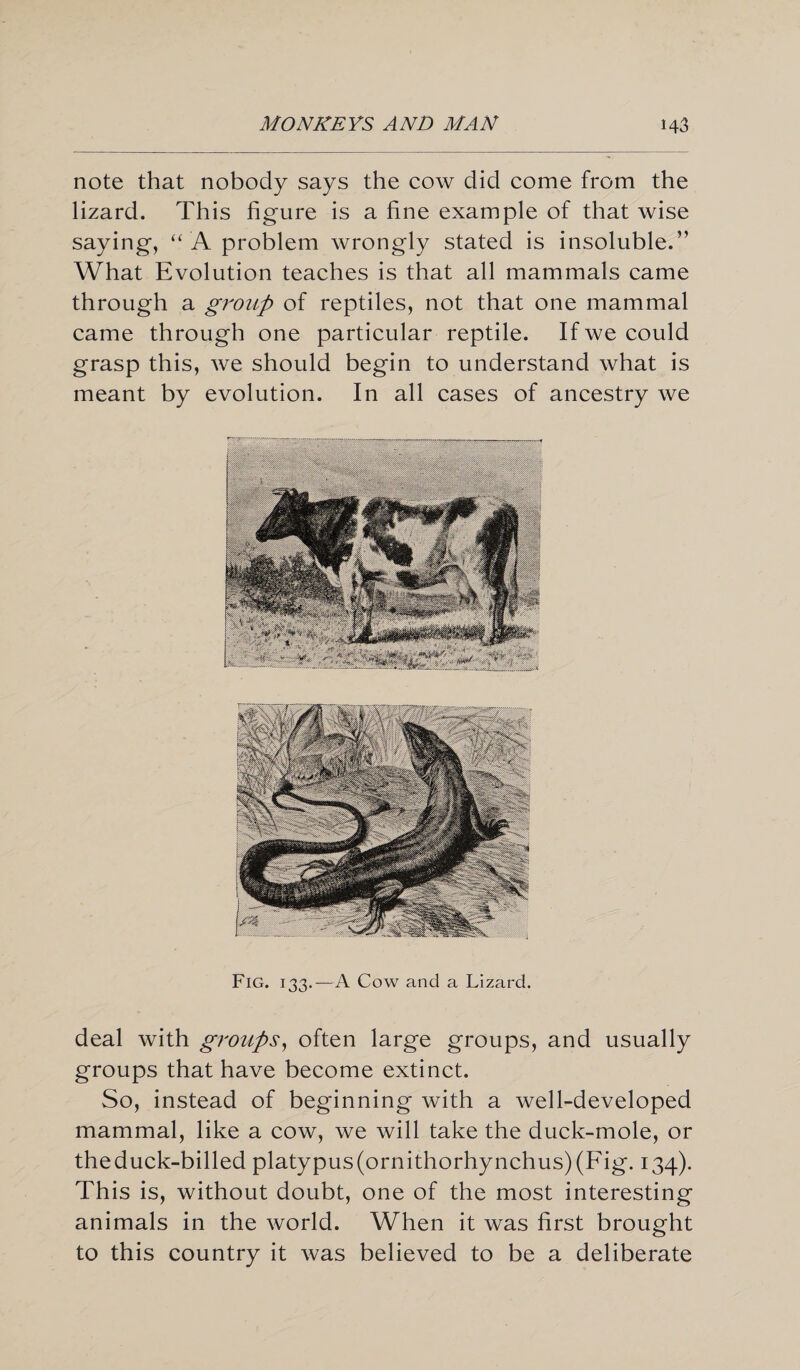 note that nobody says the cow did come from the lizard. This figure is a fine example of that wise saying, “ A problem wrongly stated is insoluble.” What Evolution teaches is that all mammals came through a group of reptiles, not that one mammal came through one particular reptile. If we could grasp this, we should begin to understand what is meant by evolution. In all cases of ancestry we Fig. 133.—A Cow and a Lizard. deal with groups, often large groups, and usually groups that have become extinct. So, instead of beginning with a well-developed mammal, like a cow, we will take the duck-mole, or theduck-billed platypus(ornithorhynchus)(Fig. 134). This is, without doubt, one of the most interesting animals in the world. When it was first brought to this country it was believed to be a deliberate