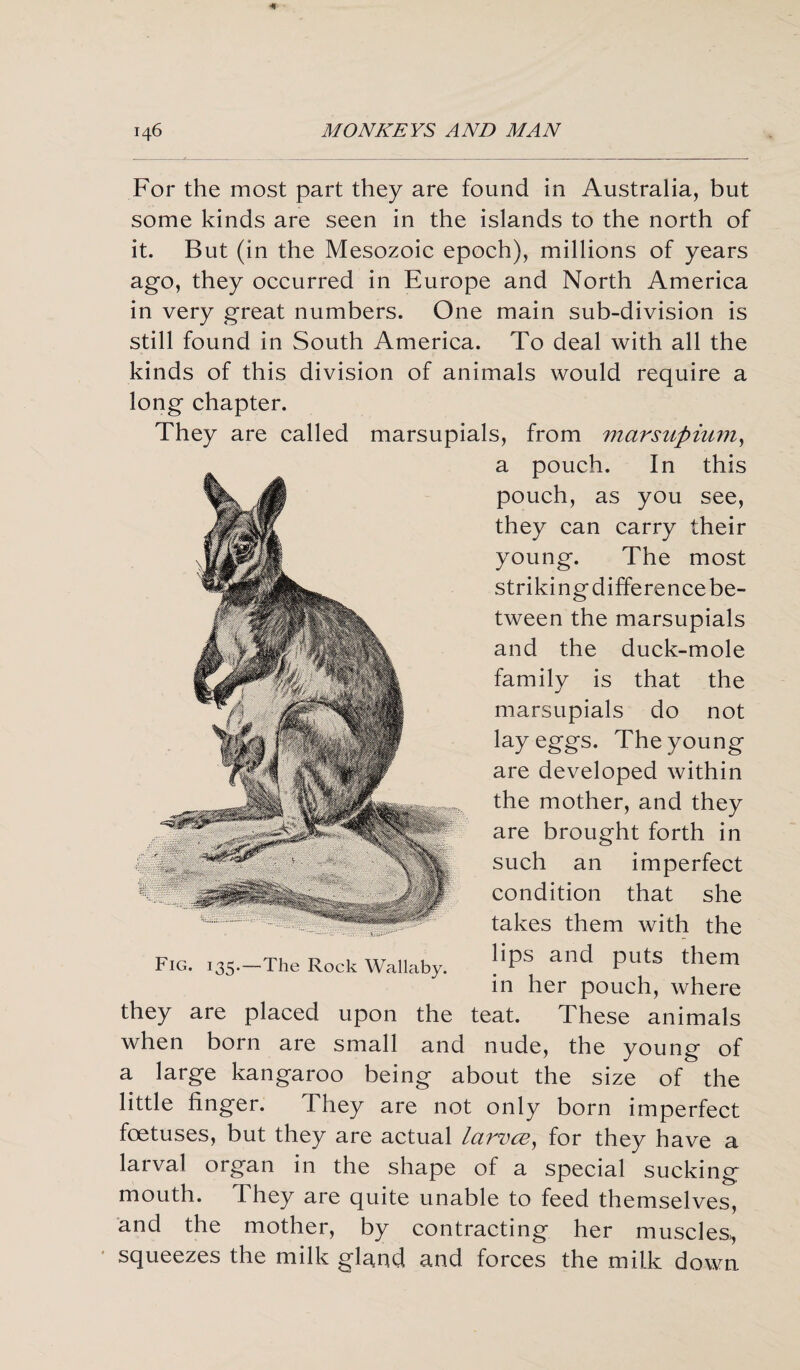 For the most part they are found in Australia, but some kinds are seen in the islands to the north of it. But (in the Mesozoic epoch), millions of years ago, they occurred in Europe and North America in very great numbers. One main sub-division is still found in South America. To deal with all the kinds of this division of animals would require a long chapter. They are called marsupials, from marsupium, Fig. 135.—The Rock Wallaby. a pouch. In this pouch, as you see, they can carry their young. The most striking difference be¬ tween the marsupials and the duck-mole family is that the marsupials do not lay eggs. The young are developed within the mother, and they are brought forth in such an imperfect condition that she takes them with the lips and puts them in her pouch, where they are placed upon the teat. These animals when born are small and nude, the young of a large kangaroo being about the size of the little finger. They are not only born imperfect foetuses, but they are actual larvce, for they have a larval organ in the shape of a special sucking mouth. They are quite unable to feed themselves, and the mother, by contracting her muscles, squeezes the milk gland and forces the milk down