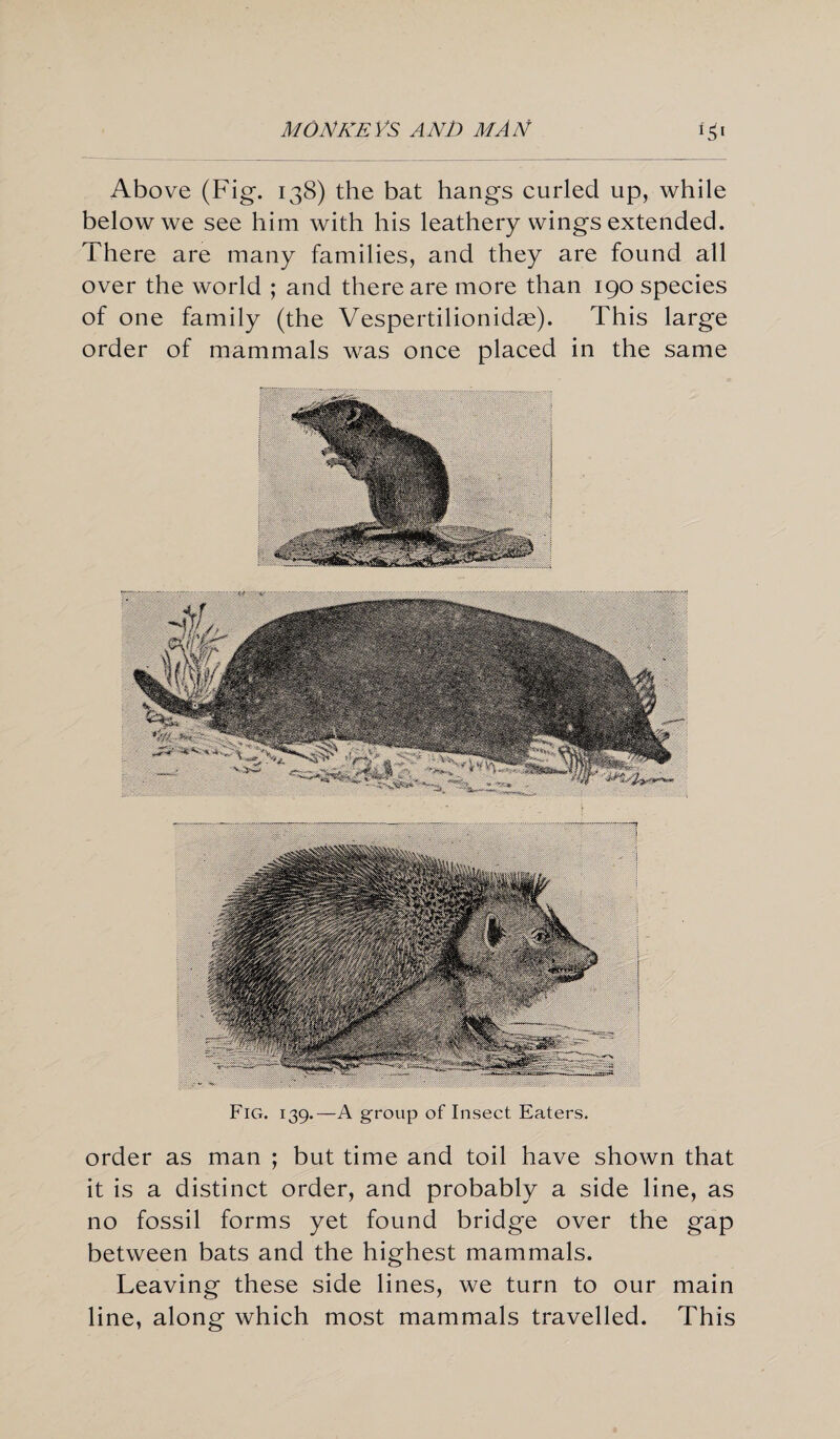 Above (Fig. 138) the bat hangs curled up, while below we see him with his leathery wings extended. There are many families, and they are found all over the world ; and there are more than 190 species of one family (the Vespertilionidas). This large order of mammals was once placed in the same Fig. 139.—A group of Insect Eaters. order as man ; but time and toil have shown that it is a distinct order, and probably a side line, as no fossil forms yet found bridge over the gap between bats and the highest mammals. Leaving these side lines, we turn to our main line, along which most mammals travelled. This