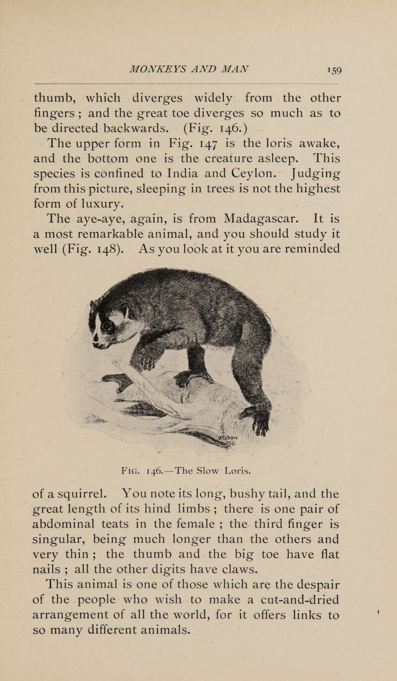 T59 thumb, which diverges widely from the other fingers ; and the great toe diverges so much as to be directed backwards. (Fig. 146.) The upper form in Fig. 147 is the loris awake, and the bottom one is the creature asleep. This species is confined to India and Ceylon. Judging from this picture, sleeping in trees is not the highest form of luxury. The aye-aye, again, is from Madagascar. It is a most remarkable animal, and you should study it well (Fig. 148). As you look at it you are reminded Fig. 146.—The Slow Loris. of a squirrel. You note its long, bushy tail, and the great length of its hind limbs ; there is one pair of abdominal teats in the female ; the third finger is singular, being much longer than the others and very thin ; the thumb and the big toe have flat nails ; all the other digits have claws. This animal is one of those which are the despair of the people who wish to make a cut-and-dried arrangement of all the world, for it offers links to so many different animals.