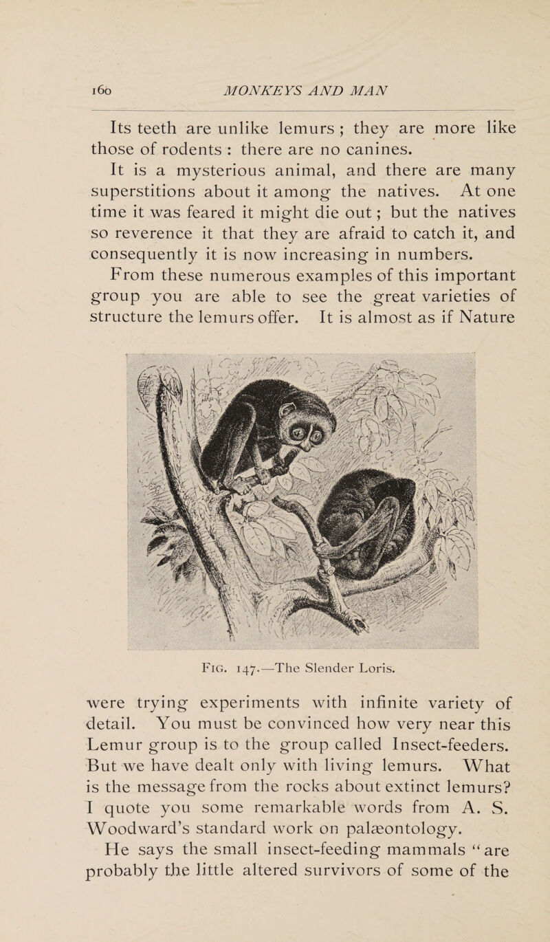 Its teeth are unlike lemurs ; they are more like those of rodents : there are no canines. It is a mysterious animal, and there are many superstitions about it among- the natives. At one time it was feared it might die out; but the natives so reverence it that they are afraid to catch it, and consequently it is now increasing in numbers. From these numerous examples of this important group you are able to see the great varieties of structure the lemurs offer. It is almost as if Nature Fig. 147.—The Slender Loris. were trying experiments with infinite variety of detail. You must be convinced how very near this Lemur group is to the group called Insect-feeders. But we have dealt only with living lemurs. What is the message from the rocks about extinct lemurs? I quote you some remarkable words from A. S. Woodward’s standard work on palaeontology. He says the small insect-feeding mammals “are probably the little altered survivors of some of the