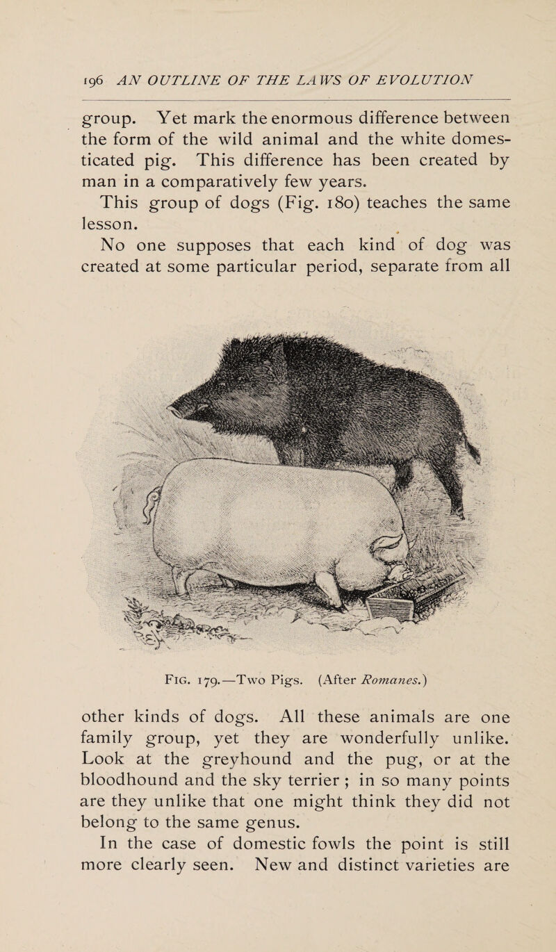 group. Yet mark the enormous difference between the form of the wild animal and the white domes¬ ticated pig. This difference has been created by man in a comparatively few years. This group of dogs (Fig. 180) teaches the same lesson. * No one supposes that each kind of dog was created at some particular period, separate from all Fig. 179.—Two Pig's. (After Romanes.) other kinds of dogs. All these animals are one family group, yet they are wonderfully unlike. Look at the greyhound and the pug, or at the bloodhound and the sky terrier ; in so many points are they unlike that one might think they did not belong to the same genus. In the case of domestic fowls the point is still more clearly seen. New and distinct varieties are