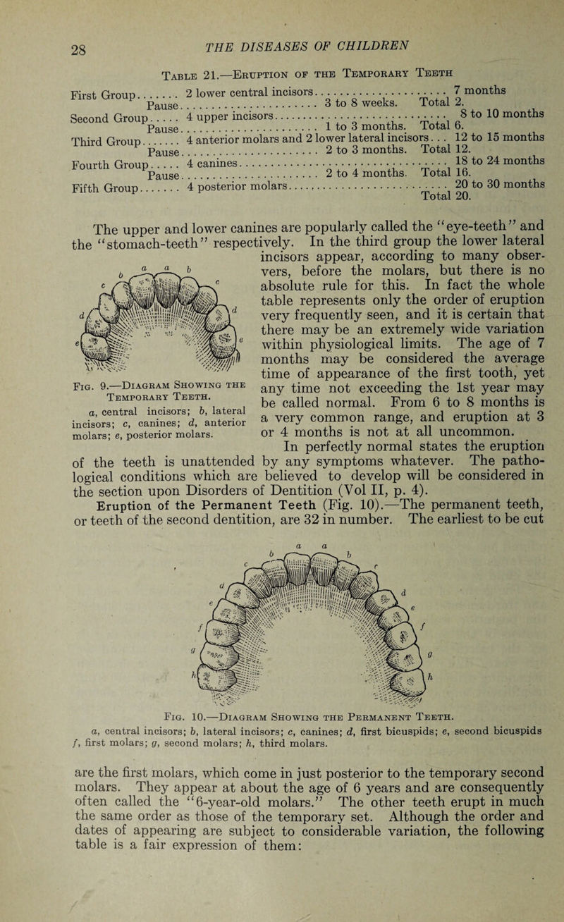 Table 21.—Eruption of the Temporary Teeth First Groiiu.. 2 lower central incisors. 7 months pause. 3 to 8 weeks. Total 2. Second Group. 4 upper incisors.. 8 to 10 months pause. 1 to 3 months, total o. ThirH Groun .. 4 anterior molars and 2 lower lateral incisors... 12 to 15 months ' pause. 2 to 3 months. Total 12. Fourth Group. 4 canines.■ • • • --- --rr'p, to 24 months pause. 2 to 4 months, total lo. Fifth Group. 4 posterior molars. 20 to 30 months Total 20. The upper and lower canines are popularly called the “ eye-teeth ” and the “stomach-teeth” respectively. In the third group the lower lateral incisors appear, according to many obser¬ vers, before the molars, but there is no absolute rule for this. In fact the whole table represents only the order of eruption very frequently seen, and it is certain that there may be an extremely wide variation within physiological limits. The age of 7 months may be considered the average time of appearance of the first tooth, yet any time not exceeding the 1st year may be called normal. From 6 to 8 months is a very common range, and eruption at 3 or 4 months is not at all uncommon. In perfectly normal states the eruption of the teeth is unattended by any symptoms whatever. The patho¬ logical conditions which are believed to develop will be considered in the section upon Disorders of Dentition (Vol II, p. 4). Eruption of the Permanent Teeth (Fig. 10).—The permanent teeth, or teeth of the second dentition, are 32 in number. The earliest to be cut Fig. 9.—Diagram Showing the Temporary Teeth. a, central incisors; b, lateral incisors; c, canines; d, anterior molars; e, posterior molars. a a Fig. 10.—Diagram Showing the Permanent Teeth. a, central incisors; b, lateral incisors; c, canines; d, first bicuspids; e, second bicuspids /, first molars; g, second molars; h, third molars. are the first molars, which come in just posterior to the temporary second molars. They appear at about the age of 6 years and are consequently often called the “ 6-year-old molars.” The other teeth erupt in much the same order as those of the temporary set. Although the order and dates of appearing are subject to considerable variation, the following table is a fair expression of them: