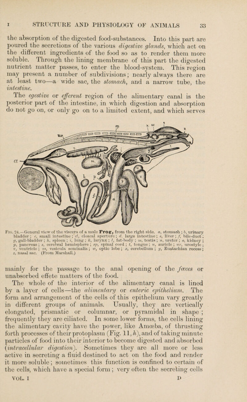 the absorption of the digested food-substances. Into this part are poured the secretions of the various digestive glands, which act on the different ingredients of the food so as to render them more soluble. Through the lining membrane of this part the digested nutrient matter passes, to enter the blood-system. This region may present a number of subdivisions; nearly always there are at least two—a wide sac, the stomach, and a narrow tube, the intestine. The egestive or efferent region of the alimentary canal is the posterior part of the intestine, in which digestion and absorption do not go on, or only go on to a limited extent, and which serves Fig. 24.—General view of the viscera of a male Frog:, from the right side, a, stomach ; b, urinary bladder ; c, small intestine ; cl, cloacal aperture ; d. large intestine ; e, liver ; f, bile-duct; (j, gall-bladder ; h, spleen ; i, lung ; k, larynx ; l, fat-body ; m, testis ; n, ureter; o, kidney ; p, pancreas ; s, cerebral hemisphere ; up, spinal cord ; t, tongue ; u, auricle ; ur, urostyle ; r, ventricle; vx, vesicula seminalis; w, optic lobe; x, cerebellum; y, Eustachian recess; z, nasal sac. (From Marshall.) mainly for the passage to the anal opening of the faeces or unabsorbed effete matters of the food. The whole of the interior of the alimentary canal is lined by a layer of cells—the alimentary or enteric epithelium. The form and arrangement of the cells of this epithelium vary greatly in different groups of animals. Usually, they are vertically elongated, prismatic or columnar, or pyramidal in shape ; frequently they are ciliated. In some lower forms, the cells lining the alimentary cavity have the power, like Amoeba, of thrusting forth processes of their protoplasm (Fig. 11, h), and of taking minute particles of food into their interior to become digested and absorbed (intracellular digestion). Sometimes they are all more or less active in secreting a fluid destined to act on the food and render it more soluble; sometimes this function is confined to certain of the cells, which have a special form; very often the secreting cells YOL. I D