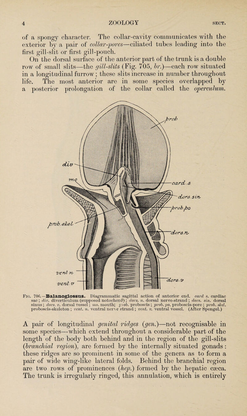 of a spongy character. The collar-cavity communicates with the exterior by a pair of collar-pores—ciliated tubes leading into the first gill-slit or first gill-pouch. On the dorsal surface of the anterior part of the trunk is a double row of small slits—the gill-slits (Fig. 705, hr.)—each row situated in a longitudinal furrow; these slits increase in number throughout life. The most anterior are in some species overlapped by a posterior prolongation of the collar called the operculum. Fig. 706.—Balanoglossus. Diagrammatic sagittal action of anterior end. card s. cardiac sac ; div. diverticulum (supposed notochord) ; dors. n. dorsal nerve-strand ; dors. sin. dorsal sinus ; dors. v. dorsal vessel; mo. mouth; prob. proboscis ; prob.po. proboscis-pore ; prob. shel. proboscis-skeleton ; vent. n. ventral neme strand ; vent. v. ventral vessel. (After Spengel.) A pair of longitudinal genital ridges {gen.)—not recognisable in some species—which extend throughout a considerable part of the length of the body both behind and in the region of the gill-slits {branchial region), are formed by the internally situated gonads : these ridges are so prominent in some of the genera as to form a pair of wide wing-like lateral folds. Behind the branchial region are two rows of prominences {hep.) formed by the hepatic caeca. The trunk is irregularly ringed, this annulation, which is entirely