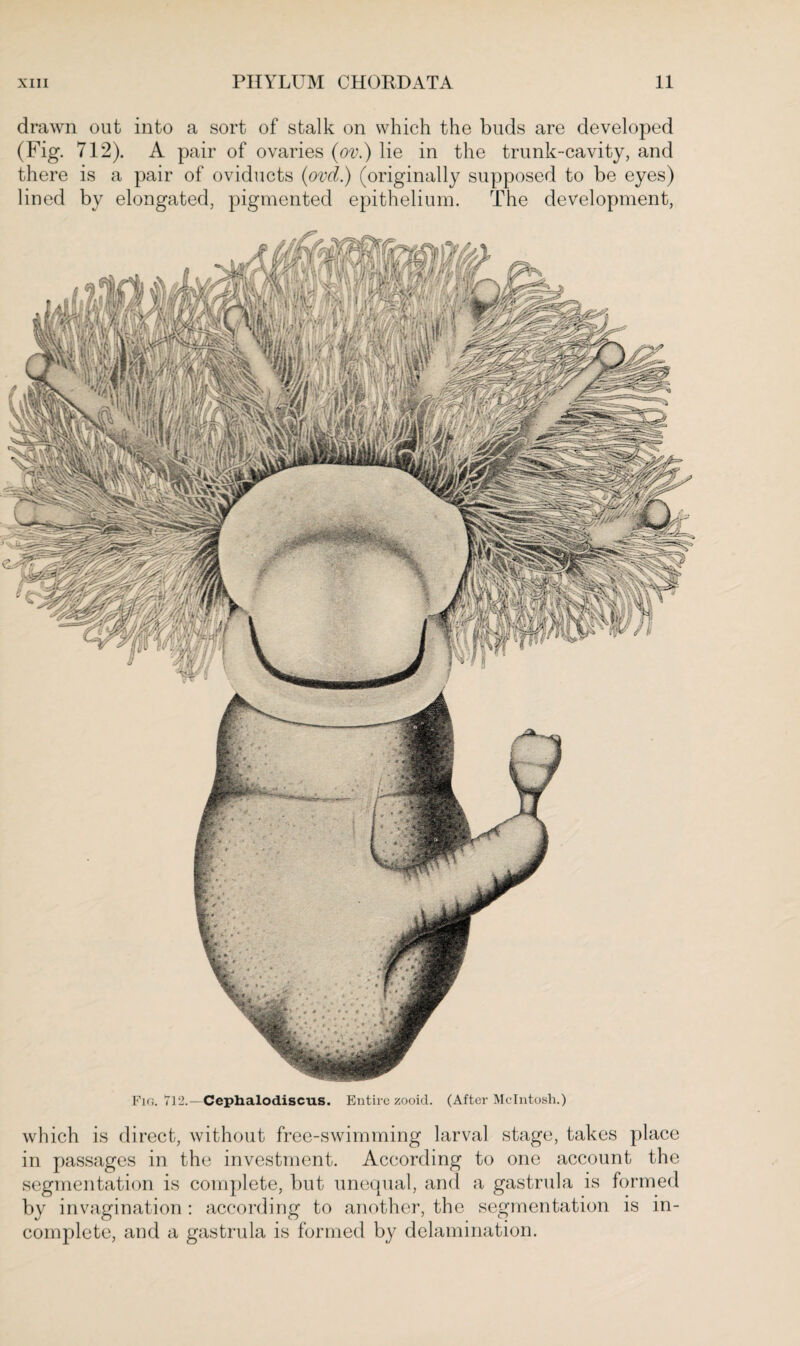 drawn out into a sort of stalk on which the buds are developed (Fig. 712). A pair of ovaries (ov.) lie in the trunk-cavity, and there is a pair of oviducts (ovd.) (originally supposed to be eyes) lined by elongated, pigmented epithelium. The development, Fin. 712.—Cephalodiscus. Entire zooid. (After McIntosh.) which is direct, without free-swimming larval stage, takes place in passages in the investment. According to one account the segmentation is complete, but unequal, and a gastrula is formed by invagination: according to another, the segmentation is in¬ complete, and a gastrula is formed by delamination.