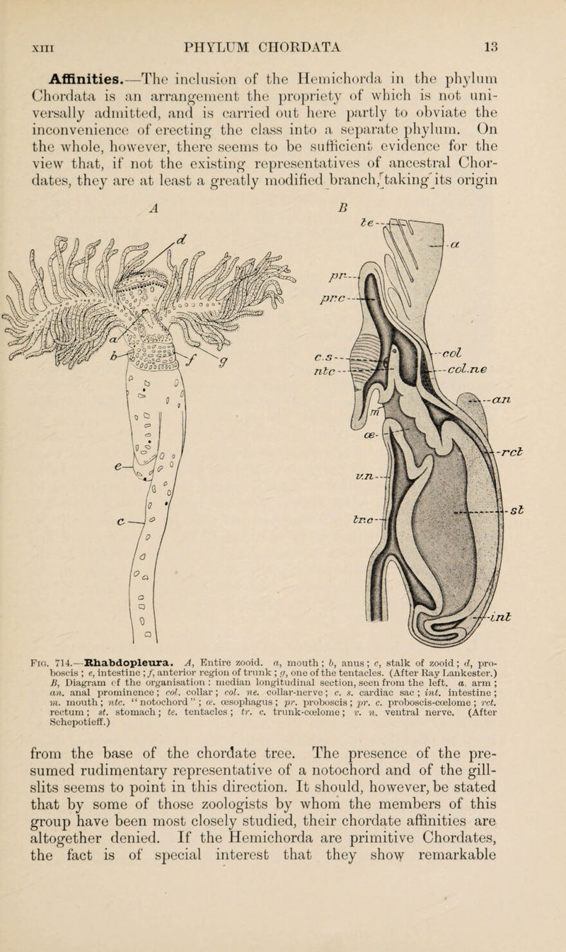 Affinities.—The inclusion of the Hemichorda in the phylum Chordata is an arrangement the propriety of which is not uni¬ versally admitted, and is carried out here partly to obviate the inconvenience of erecting the class into a separate phylum. On the whole, however, there seems to be sufficient evidence for the view that, if not the existing representatives of ancestral Chor- dates, they are at least a greatly modified branch,Takingits origin A B Fig. 714.—Rhabdopleura. A, Entire zooid. a, mouth; b, anus; c, stalk of zooid ; d, pro¬ boscis ; e, intestine ; /, anterior region of trunk ; g, one of the tentacles. (After Ray Lankester.) B, Diagram of the organisation : median longitudinal section, seen from the left. a. arm ; an. anal prominence; col. collar; col. ne. collar-nerve; c. s. cardiac sac ; int. intestine ; vi. mouth; ntc. “notochord”; ce. oesophagus; pr. proboscis; pr. c. proboscis-coelome; ret. rectum; st. stomach; te. tentacles; tr. c. trunk-coelome; v. n. ventral nerve. (After Schepotieff.) from the base of the chordate tree. The presence of the pre¬ sumed rudimentary representative of a notochord and of the gill- slits seems to point in this direction. It should, however, be stated that by some of those zoologists by whom the members of this group have been most closely studied, their chordate affinities are altogether denied. If the Hemichorda are primitive Chordates, the fact is of special interest that they show remarkable