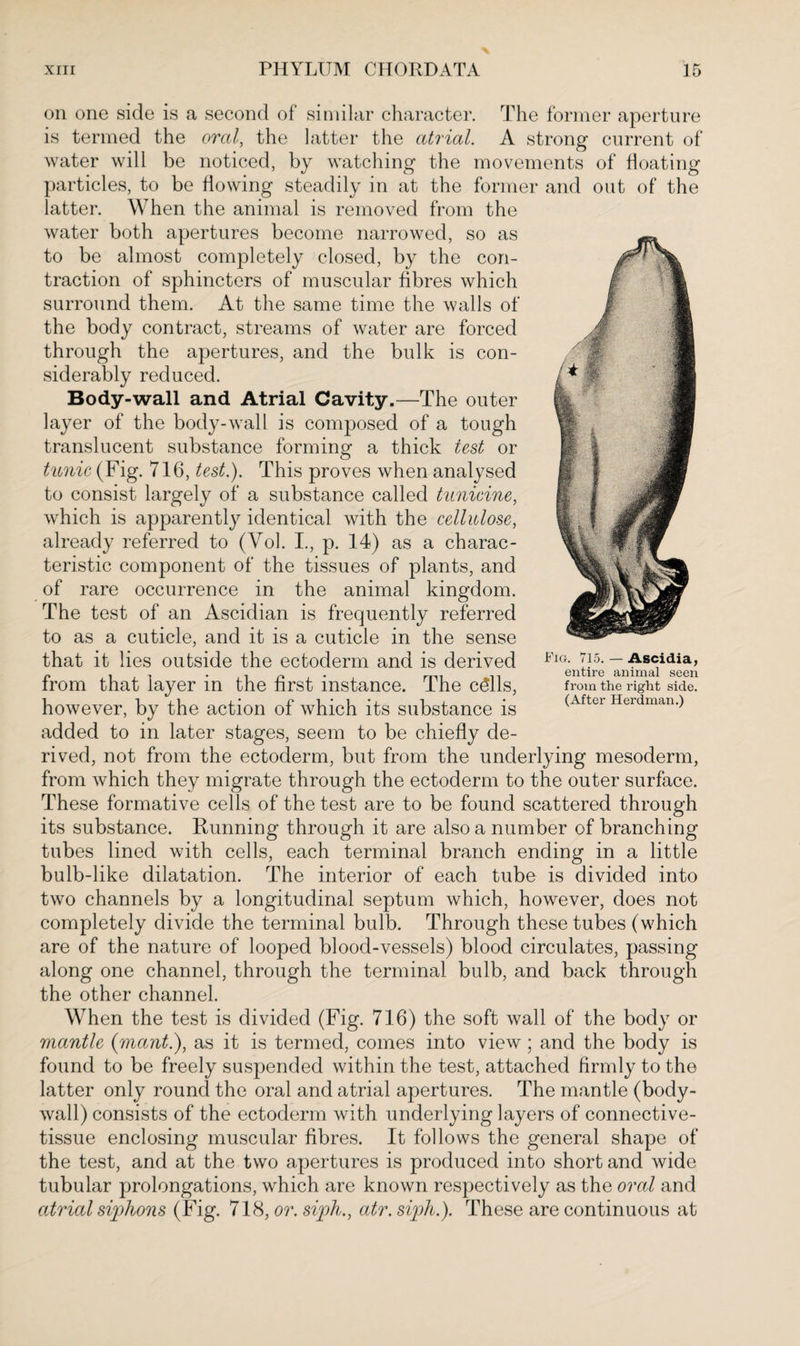 on one side is a second of similar character. The former aperture is termed the oral, the latter the atrial. A strong current of water will be noticed, by watching the movements of floating particles, to be flowing steadily in at the former and out of the latter. When the animal is removed from the water both apertures become narrowed, so as to be almost completely closed, by the con¬ traction of sphincters of muscular fibres which surround them. At the same time the walls of the body contract, streams of water are forced through the apertures, and the bulk is con¬ siderably reduced. Body-wall and Atrial Cavity.—The outer layer of the body-wall is composed of a tough translucent substance forming a thick test or tunic (Fig. 716, test.). This proves when analysed to consist largely of a substance called tunicine, which is apparently identical with the cellulose, already referred to (Vol. I., p. 14) as a charac¬ teristic component of the tissues of plants, and of rare occurrence in the animal kingdom. The test of an Ascidian is frequently referred to as a cuticle, and it is a cuticle in the sense that it lies outside the ectoderm and is derived from that layer in the first instance. The cSlls, however, by the action of which its substance is added to in later stages, seem to be chiefly de¬ rived, not from the ectoderm, but from the underlying mesoderm, from which they migrate through the ectoderm to the outer surface. These formative cells of the test are to be found scattered through its substance. Running through it are also a number of branching tubes lined with cells, each terminal branch ending in a little bulb-like dilatation. The interior of each tube is divided into two channels by a longitudinal septum which, however, does not completely divide the terminal bulb. Through these tubes (which are of the nature of looped blood-vessels) blood circulates, passing along one channel, through the terminal bulb, and back through the other channel. When the test is divided (Fig. 716) the soft wall of the body or mantle (mant.), as it is termed, comes into view ; and the body is found to be freely suspended within the test, attached firmly to the latter only round the oral and atrial apertures. The mantle (body- wall) consists of the ectoderm with underlying layers of connective- tissue enclosing muscular fibres. It follows the general shape of the test, and at the two apertures is produced into short and wide tubular prolongations, which are known respectively as the oral and atrial siphons (Fig. 718, or. siph., atr. siph.). These are continuous at Fig. 715. — Ascidia, entire animal seen from the right side. (After Herdman.)