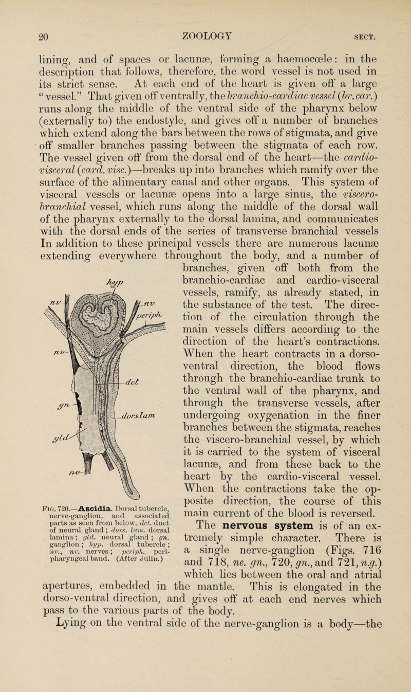 lining, and of spaces or lacunae, forming a haemocoele: in the description that follows, therefore, the word vessel is not used in its strict sense. At each end of the heart is given off a large “ vessel.” That given off ventrally, the branchio-cardiac vessel (hr.car.) runs along the middle of the ventral side of the pharynx below (externally to) the endostyle, and gives off a number of branches which extend along the bars between the rows of stigmata, and give off smaller branches passing between the stigmata of each row. The vessel given off from the dorsal end of the heart—the cardio- visceral {card, vise.)—breaks up into branches which ramify over the surface of the alimentary canal and other organs. This system of visceral vessels or lacunae opens into a large sinus, the viscero- branckial vessel, which runs along the middle of the dorsal wall of the pharynx externally to the dorsal lamina, and communicates with the dorsal ends of the series of transverse branchial vessels In addition to these principal vessels there are numerous lacunae extending everywhere throughout the body, and a number of branches, given off both from the branchio-cardiac and cardio-visceral vessels, ramify, as already stated, in the substance of the test. The direc¬ tion of the circulation through the main vessels differs according to the direction of the heart’s contractions. When the heart contracts in a dorso- ventral direction, the blood flows through the branchio-cardiac trunk to the ventral wall of the pharynx, and through the transverse vessels, after undergoing oxygenation in the finer branches between the stigmata, reaches the viscero-branchial vessel, by which it is carried to the system of visceral lacunae, and from these back to the heart by the cardio-visceral vessel. When the contractions take the op¬ posite direction, the course of this main current of the blood is reversed. The nervous system is of an ex¬ tremely simple character. There is a single nerve-ganglion (Figs. 716 and 718, ne. gn., 720, gn., and 721, n.g.) which lies between the oral and atrial apertures, embedded in the mantle. This is elongated in the dorso-ventral direction, and gives off at each end nerves which pass to the various parts of the body. Lying on the ventral side of the nerve-ganglion is a body—the Fig. 720.—Ascidia. Dorsal tubercle, nerve-ganglion, and associated parts as seen from below, dct. duct of neural gland ; dors. lam. dorsal lamina; gld. neural gland ; gn. ganglion; hyp. dorsal tubercle ; nv., nv. nerves; periph. peri¬ pharyngeal band. (After Julin.)