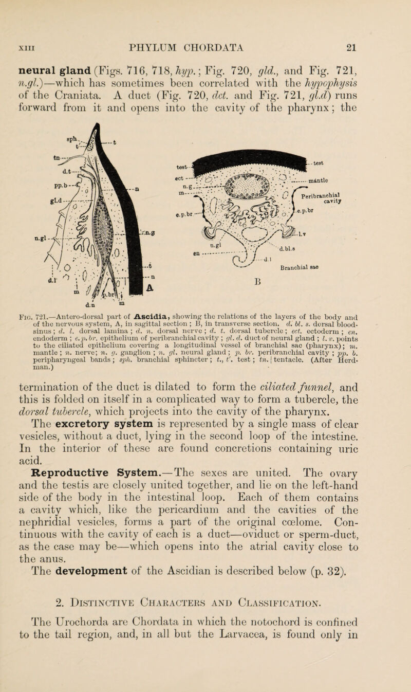 neural gland (Figs. 716, 718, hyp.] Fig. 720, gld., and Fig. 721, n.gl.)—which has sometimes been correlated with the hypophysis of the Craniata. A duct (Fig. 720, dot. and Fig. 721, gl.d) runs forward from it and opens into the cavity of the pharynx; the Fig. 721.—Antero-dorsal part of Ascidia, showing the relations of the layers of the body and of the nervous system, A, in sagittal section ; B, in transverse section, d. bl. s. dorsal blood- sinus ; d. 1. dorsal lamina ; d. n. dorsal nerve ; d. t. dorsal tubercle; ect. ectoderm ; en. endoderm ; e.p. hr. epithelium of peribranchial cavity ; gl. d. duct of neural gland ; l.v. points to the ciliated epithelium covering a longitudinal vessel of branchial sac (pharynx); m. mantle ; n. nerve; n. g. ganglion ; n. gl. neural gland; p. hr. peribranchial cavity ; pp, l>. peripharyngeal bands ; sph. branchial sphincter ; t., t'. test ; tn. j tentacle. (After Herd- man.) termination of the duct is dilated to form the ciliated funnel, and this is folded on itself in a complicated way to form a tubercle, the dorsal tubercle, which projects into the cavity of the pharynx. The excretory system is represented by a single mass of clear vesicles, without a duct, lying in the second loop of the intestine. In the interior of these are found concretions containing uric acid. Reproductive System.— The sexes are united. The ovary and the testis are closely united together, and lie on the left-hand side of the body in the intestinal loop. Each of them contains a cavity which, like the pericardium and the cavities of the nephridial vesicles, forms a part of the original coelome. Con¬ tinuous with the cavity of each is a duct—oviduct or sperm-duct, as the case may be—which opens into the atrial cavity close to the anus. The development of the Ascidian is described below (p. 32). 2. Distinctive Characters and Classification. The Urochorda are Chordata in which the notochord is confined to the tail region, and, in all but the Larvacea, is found only in