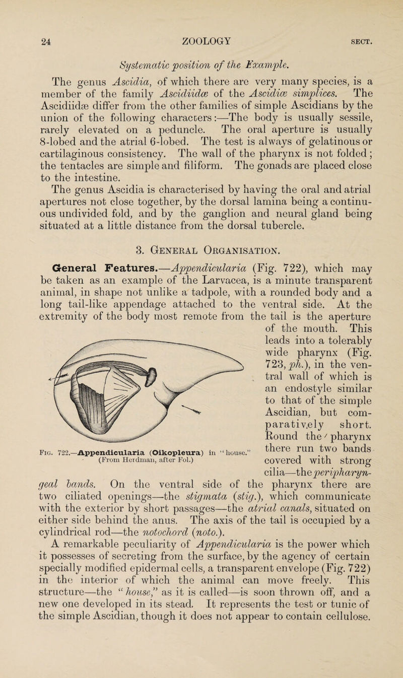 Systematic position of the Example. The genus Ascidia, of which there are very many species, is a member of the family Ascidiidce of the Ascidice simplices. The Ascidiidae differ from the other families of simple Ascidians by the union of the following characcers:—The body is usually sessile, rarely elevated on a peduncle. The oral aperture is usually 8-lobed and the atrial 6-lobed. The test is always of gelatinous or cartilaginous consistency. The wall of the pharynx is not folded; the tentacles are simple and filiform. The gonads are placed close to the intestine. The genus Ascidia is characterised by having the oral and atrial apertures not close together, by the dorsal lamina being a continu¬ ous undivided fold, and by the ganglion and neural gland being situated at a little distance from the dorsal tubercle. 3. General Organisation. General Features.—Appendicularia (Fig. 722), which may be taken as an example of the Larvacea, is a minute transparent animal, in shape not unlike a tadpole, with a rounded body and a long tail-like appendage attached to the ventral side. At the extremity of the body most remote from the tail is the aperture of the mouth. This leads into a tolerably wide pharynx (Fig. 723, ph.), in the ven¬ tral wall of which is an endostyle similar to that of the simple Ascidian, but com¬ paratively short. Round the' pharynx there run two bands covered with strong cilia—the peripharyn¬ geal lands. On the ventral side of the pharynx there are two ciliated openings—the stigmata (stig.), which communicate with the exterior by short passages—the atrial canals, situated on either side behind the anus. The axis of the tail is occupied by a cylindrical rod—the notochord (noto.). A remarkable peculiarity of Appendicularia is the power which it possesses of secreting from the surface, by the agency of certain specially modified epidermal cells, a transparent envelope (Fig. 722) in the interior of which the animal can move freely. This structure—the “house” as it is called—is soon thrown off, and a new one developed in its stead. It represents the test or tunic of the simple Ascidian, though it does not appear to contain cellulose. Fig. 722.—Appendicularia (Oikopleura) in ‘‘house.’’ (From Herdman, after Fol.)