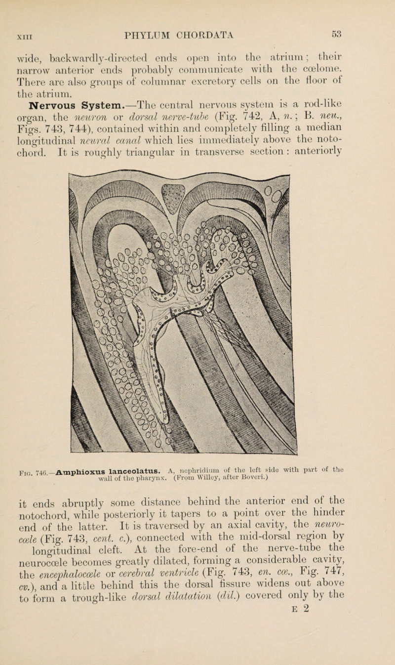 X 11T wide, backwardly-directed ends open into the atrium; their narrow anterior ends probably communicate with the coelome. There are also groups of columnar excretory cells on the floor of the atrium. Nervous System.—The central nervous system is a rod-like organ, the neuron or dorsal nerve-tube (Fig. 742, A, n.; B. neu., Figs. 743, 744), contained within and completely filling a median longitudinal neural canal which lies immediately above the noto¬ chord. It is roughly triangular in transverse section : anteriorly Fig. 746.— Araphioxus lanceolatus. A, nephridium of the left side with part of the wall of the pharynx. (From Willey, after Boveri.) it ends abruptly some distance behind the anterior end of the notochord, while posteriorly it tapers to a point over the hinder end of the latter. It is traversed by an axial cavity, the neuro- code (Fig. 743, cent c), connected with the mid-dorsal region by longitudinal cleft. At the fore-end of the nerve-tube the neurocoele becomes greatly dilated, forming a considerable cavity, the encephaloccele or cerebral ventricle (Fig. 743, en. cce.y Fig. 747, cv.), and a little behind this the dorsal fissure widens out above to form a trough-like dorsal dilatation (III.) covered only by the E 2