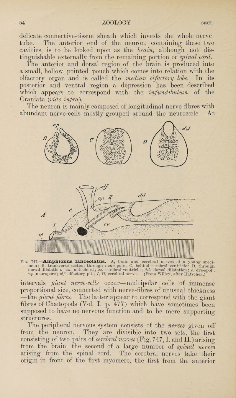 delicate connective-tissue sheath which invests the whole nerve- tube. The anterior end of the neuron, containing these two cavities, is to be looked upon as the brain, although not dis¬ tinguishable externally from the remaining portion or spinal cord. The anterior and dorsal region of the brain is produced into a small, hollow, pointed pouch which comes into relation with the olfactory organ and is called the median olfactory lobe. In its posterior and ventral region a depression has been described which appears to correspond with the infundibulum of the Craniata {vide infra). The neuron is mainly composed of longitudinal nerve-fibres with abundant nerve-cells mostly grouped around the neurocoele. At Fig. 74*7.—Amphioxus lanceolatus. A, brain and cerebral nerves of a young speci¬ men ; B, transverse section through neuropore ; C, behind cerebral ventricle ; D, through dorsal dilatation, ch. notochord ; cv. cerebral ventricle ; dil. dorsal dilatation ; e. eye-spot; njo. neuropore ; olf. olfactory pit; I, II, cerebral nerves. (From Willey, after Hatschek.) intervals giant nerve-cells occur—multipolar cells of immense proportional size, connected with nerve-fibres of unusual thickness •—the giant fibres. The latter appear to correspond with the giant fibres of Chsetopods (Yol. I. p. 477) which have sometimes been supposed to have no nervous function and to be mere supporting structures. The peripheral nervous system consists of the nerves given off from the neuron. They are divisible into two sets, the first consisting of two pairs of cerebral nerves (Fig. 747,1. and II.) arising from the brain, the second of a large number of spinal nerves arising from the spinal cord. The cerebral nerves take their origin in front of the first myomere, the first from the anterior