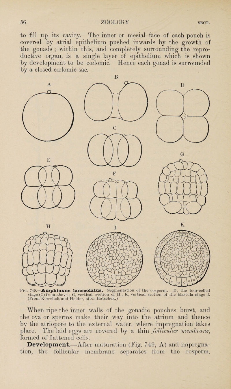 to fill up its cavity. The inner or mesial face of each pouch is covered by atrial epithelium pushed inwards by the growth of the gonads ; within this, and completely surrounding the repro¬ ductive organ, is a single layer of epithelium which is shown by development to be coelomic. Hence each gonad is surrounded by a closed coelomic sac. Fig. 749.—Amphioxus lanceolatus. Segmentation of the oosperm. D, the hair-celled stage (C) from above ; G, vertical section of H ; K, vertical section of the blastula stage I. (From Korschelt and Heider, after Hatschek.) When ripe the inner walls of the gonadic pouches burst, and the ova or sperms make their way into the atrium and thence by the atriopore to the external water, where impregnation takes place. The laid eggs are covered by a thin follicular membrane, formed of flattened cells. Development.—After maturation (Fig. 749, A) and impregna¬ tion, the follicular membrane separates from the oosperm,