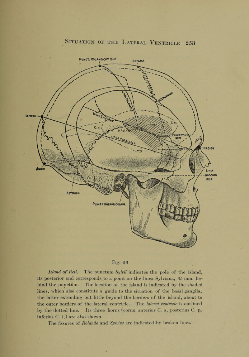 Lambda Fig. 56 Island of Reil. The punctum Sylvii indicates the pole of the island, its posterior end corresponds to a point on the linea Sylviana, 35 mm. be¬ hind the punctfim. The location of the island is indicated by the shaded lines, which also constitute a guide to the situation of the basal ganglia, the latter extending but little beyond the borders of the island, about to the outer borders of the lateral ventricle. The lateral ventricle is outlined by the dotted line. Its three horns (cornu anterius C. a, postei’ius C. p, inferius C. i,) are also shown. The fissures of Rolando and Sylvius are indicated by broken lines.