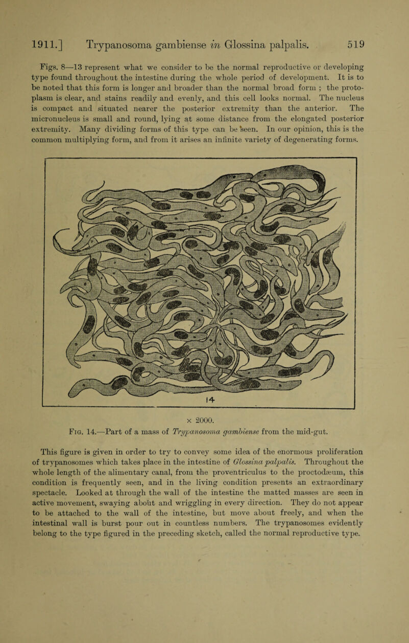 Figs. 8—13 represent what we consider to be the normal reproductive or developing type found throughout the intestine during the whole period of development. It is to be noted that this form is longer and broader than the normal broad form ; the proto¬ plasm is clear, and stains readily and evenly, and this cell looks normal. The nucleus is compact and situated nearer the posterior extremity than the anterior. The micronucleus is small and round, lying at some distance from the elongated posterior extremity. Many dividing forms of this type can be ‘seen. In our opinion, this is the common multiplying form, and from it arises an infinite variety of degenerating forms. 14 x 2000. Fig. 14.—Part of a mass of Trypanosoma gambiense from the mid-gut. This figure is given in order to try to convey some idea of the enormous proliferation of trypanosomes which takes place in the intestine of Glossina palpalis. Throughout the whole length of the alimentary canal, from the proventriculus to the proctodaeum, this condition is frequently seen, and in the living condition presents an extraordinary spectacle. Looked at through the wall of the intestine the matted masses are seen in active movement, swaying about and wriggling in every direction. They do not appear to be attached to the wall of the intestine, but move about freely, and when the intestinal wall is burst pour out in countless numbers. The trypanosomes evidently belong to the type figured in the preceding sketch, called the normal reproductive type.