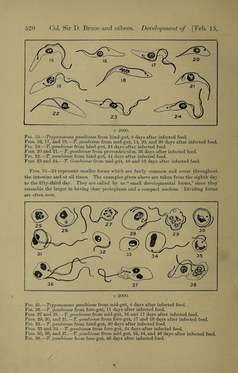 x 2000. Fig. 15.—-Trypanosoma gambiense from hind-gut, 8 days after infected feed. Figs. 16, 17, and 18.—T. gambiense from mid-gut, 14, 20, and 30 days after infected feed. Fig. 19.—T. gambiense from hind-gut, 34 days after infected feed. Figs. 20 and 21.— T. gambiense from proventriculus, 36 days after infected feed. Fig. 22.—T. gambiense from hind-gut, 44 days after infected feed. Figs. 23 and 24.—T. Gambiense from mid-gut, 46 and 53 days after infected feed. Figs. 15—24 represent smaller forms which are fairly common and occur throughout the intestine and at all times. The examples given above are taken from the eighth day to the fifty-third day. They are called by us “ small developmental forms,” since they resemble the larger in having clear protoplasm and a compact nucleus. Dividing forms are often seen. x 2000. Fig. 25.—Trypanosoma gambiense from mid-gut, 8 days after infected feed. Fig. 26.—T. gambiense from fore-gut, 11 days after infected feed. Figs. 27 and 28.— T. gambiense from mid-gut, 16 and 17 days after infected feed. Figs. 29, 30, and 31.—T. gambiense from fore-gut, 17 and 18 days after infected feed. Fig. 32.—T. gambiense from hind-gut, 20 days after infected feed. Figs. 33 and 34.—T. gambiense from fore-gut, 24 days after infected feed. Figs. 35, 36, and 37.—T. gambiense from mid-gut, 24, 44, and 46 days after infected feed. Fig. 38.—T. gambiense from fore-gut, 46 days after infected feed.