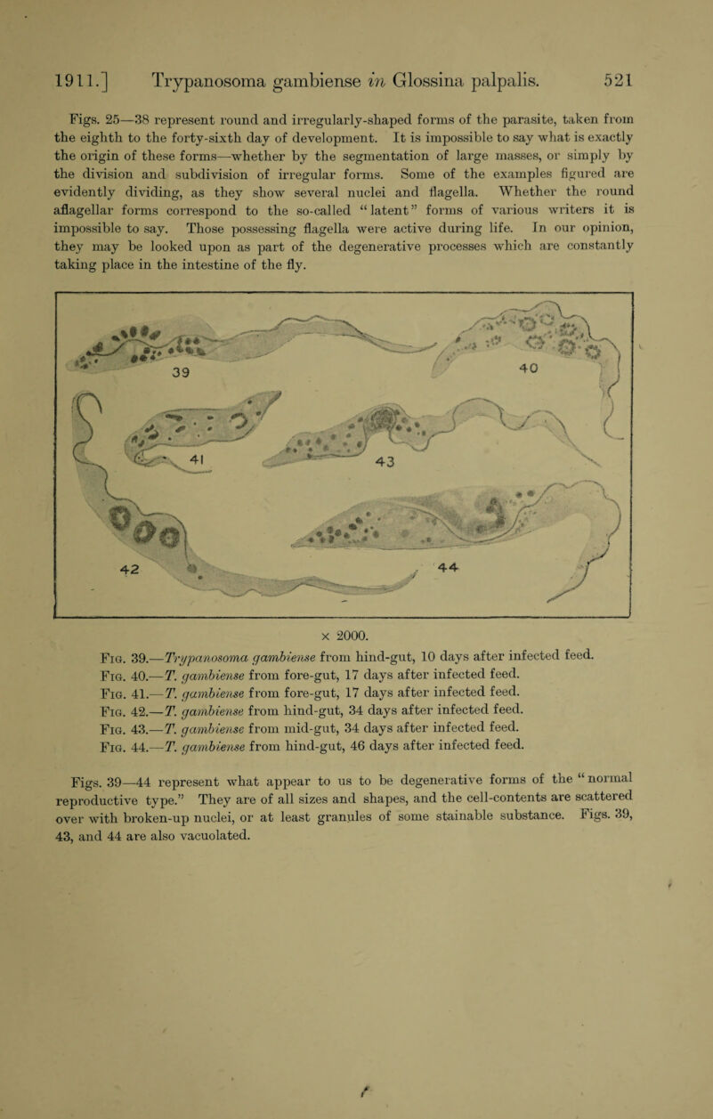 Figs. 25—38 represent round and irregularly-shaped forms of the parasite, taken from the eighth to the forty-sixth day of development. It is impossible to say what is exactly the origin of these forms—whether by the segmentation of large masses, or simply by the division and subdivision of irregular forms. Some of the examples figured are evidently dividing, as they show several nuclei and flagella. Whether the round aflagellar forms correspond to the so-called “latent” forms of various writers it is impossible to say. Those possessing flagella were active during life. In our opinion, they may be looked upon as part of the degenerative processes which are constantly taking place in the intestine of the fly. x 2000. Fig. 39.—Trypanosoma gambiense from hind-gut, 10 days after infected feed. Fig. 40.—T. gambiense from fore-gut, 17 days after infected feed. Fig. 41.— T. gambiense from fore-gut, 17 days after infected feed. Fig. 42.—T. gambiense from hind-gut, 34 days after infected feed. Fig. 43.—T. gambiense from mid-gut, 34 days after infected feed. Fig. 44.—T. gambiense from hind-gut, 46 days after infected feed. Figs. 39—44 represent what appear to us to be degenerative forms of the “ normal reproductive type.” They are of all sizes and shapes, and the cell-contents are scattered over with broken-up nuclei, or at least granules of some stainable substance. Figs. 39, 43, and 44 are also vacuolated.