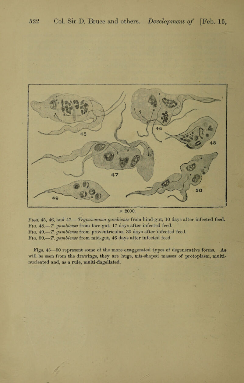 x 2000. Figs. 45, 46, and 47.— Trypanosoma gamhiense from hind-gut, 10 days after infected feed. Fig, 48.— T. gambiense from fore-gut, 17 days after infected feed. Fig. 49.—T. gambiense from proventriculus, 30 days after infected feed. Fig. 50.—T. gambiense from mid-gut, 46 days after infected feed. Figs. 45—50 represent some of the more exaggerated types of degenerative forms. As will be seen from the drawings, they are huge, mis-shaped masses of protoplasm, multi- nucleated and, as a rule, multi-flagellated.