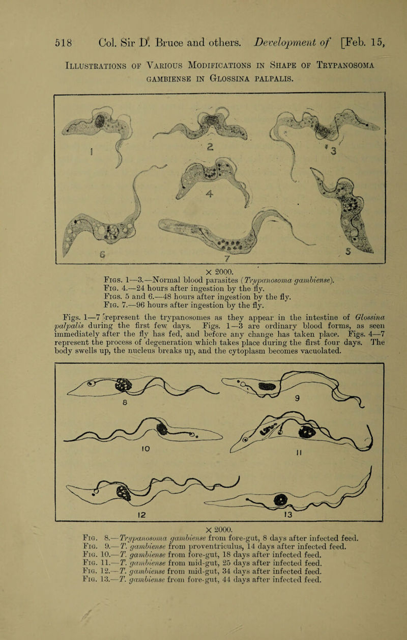 Illustrations of Various Modifications in Shape of Trypanosoma GAMBIENSE IN GLOSSINA PALPALIS. Figs. 1—3.—Normal blood parasites (Trypanosoma gambiense). Fig. 4.—24 hours after ingestion by the fly. Figs. 5 and 6.—48 hours after ingestion by the fly. Fig. 7.—96 hours after ingestion by the fly. Figs. 1—7 represent the trypanosomes as they appear in the intestine of Glossina palpalis during the first few days. Figs. 1—3 are ordinary blood forms, as seen immediately after the fly has fed, and before any change has taken place. Figs. 4—7 represent the process of degeneration which takes place during the first four days. The body swells up, the nucleus breaks up, and the cytoplasm becomes vacuolated. X 2000. Fig. 8.— Trypanosoma gambiense from fore-gut, 8 days after infected feed. Fig. 9.— 7'. gambiense from proventrieulus, 14 days after infected feed. Fig. 10.—T. gambiense from fore-gut, 18 days after infected feed. Fig. 11.— T. gambiense from mid-gut, 25 days after infected feed. Fig. 12.—T. gambiense from mid-gut, 34 days after infected feed. Fig. 13.—T. gambiense from fore-gut, 44 days after infected feed.