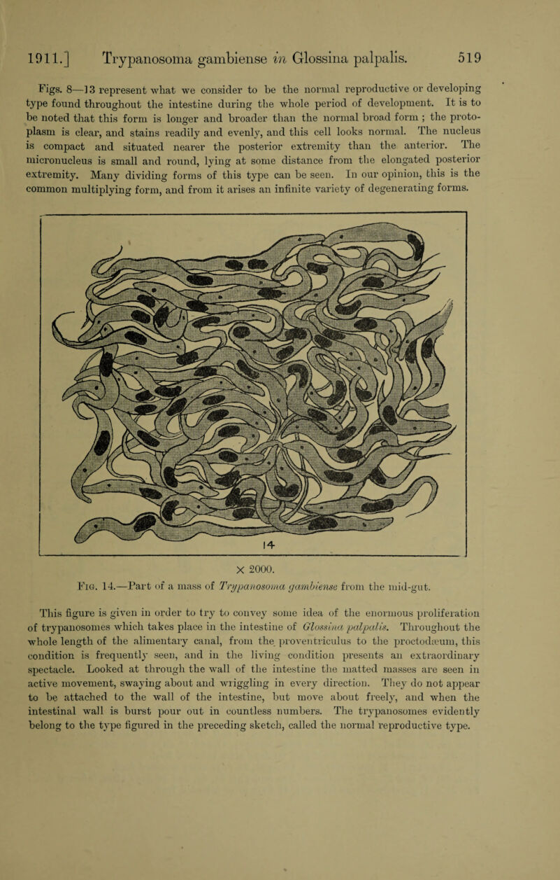 Figs. 8—13 represent what we consider to be the normal reproductive or developing type found throughout the intestine during the whole period of development. It is to be noted that this form is longer and broader than the normal broad form ; the pinto- plasm is clear, and stains readily and evenly, and this cell looks normal. The nucleus is compact and situated nearer the posterior extremity than the anterior. The micronucleus is small and round, lying at some distance from the elongated posterior extremity. Many dividing forms of this type can be seen. In our opinion, this is the common multiplying form, and from it arises an infinite variety of degenerating forms. X 2000. Fig. 14.—Part of a mass of Trypanosoma gambiense from the mid-gut. This figure is given in order to try to convey some idea of the enormous proliferation of trypanosomes which takes place in the intestine of Glossina\ palpalis. Throughout the whole length of the alimentary canal, from the proventriculus to the proctodieum, this condition is frequently seen, and in the living condition presents an extraordinary spectacle. Looked at through the wall of the intestine the matted masses are seen in active movement, swaying about and wriggling in every direction. They do not appear to be attached to the wall of the intestine, but move about freely, and when the intestinal wall is burst pour out in countless numbers. The trypanosomes evidently belong to the type figured in the preceding sketch, called the normal reproductive type.