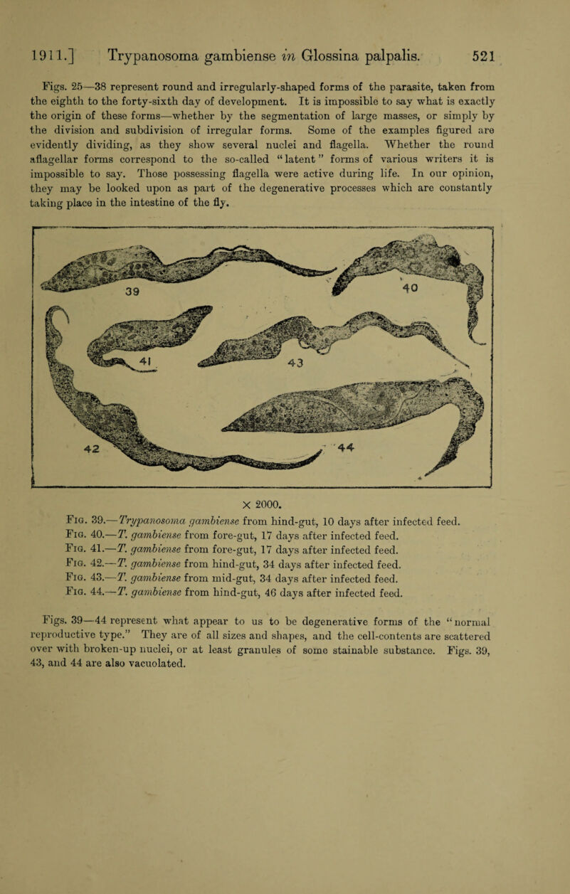 Figs. 25—38 represent round and irregularly-shaped forms of the parasite, taken from the eighth to the forty-sixth day of development. It is impossible to say what is exactly the origin of these forms—whether by the segmentation of large masses, or simply by the division and subdivision of irregular forms. Some of the examples figured are evidently dividing, as they show several nuclei and flagella. Whether the round aflagellar forms correspond to the so-called “latent” fonus of various writers it is impossible to say. Those possessing flagella were active during life. In our opinion, they may be looked upon as part of the degenerative processes which are constantly taking place in the intestine of the fly. X 2000. Fig. 39.— Trypanosoma gambiense from hind-gut, 10 days after infected feed. Fig. 40.—T. gambiense from fore-gut, 17 days after infected feed. Fig. 41.—T. gambiense from fore-gut, 17 days after infected feed. Fig. 42.—T. gambiense from hind-gut, 34 days after infected feed. Fig. 43.—T. gambiense from mid-gut, 34 days after infected feed. Fig. 44.—T. gambiense from hind-gut, 46 days after infected feed. Figs. 39—44 represent what appear to us to be degenerative forms of the “normal reproductive type.” They are of all sizes and shapes, and the cell-contents are scattered over with broken-up nuclei, or at least granules of some stainable substance. Figs. 39, 43, and 44 are also vacuolated.