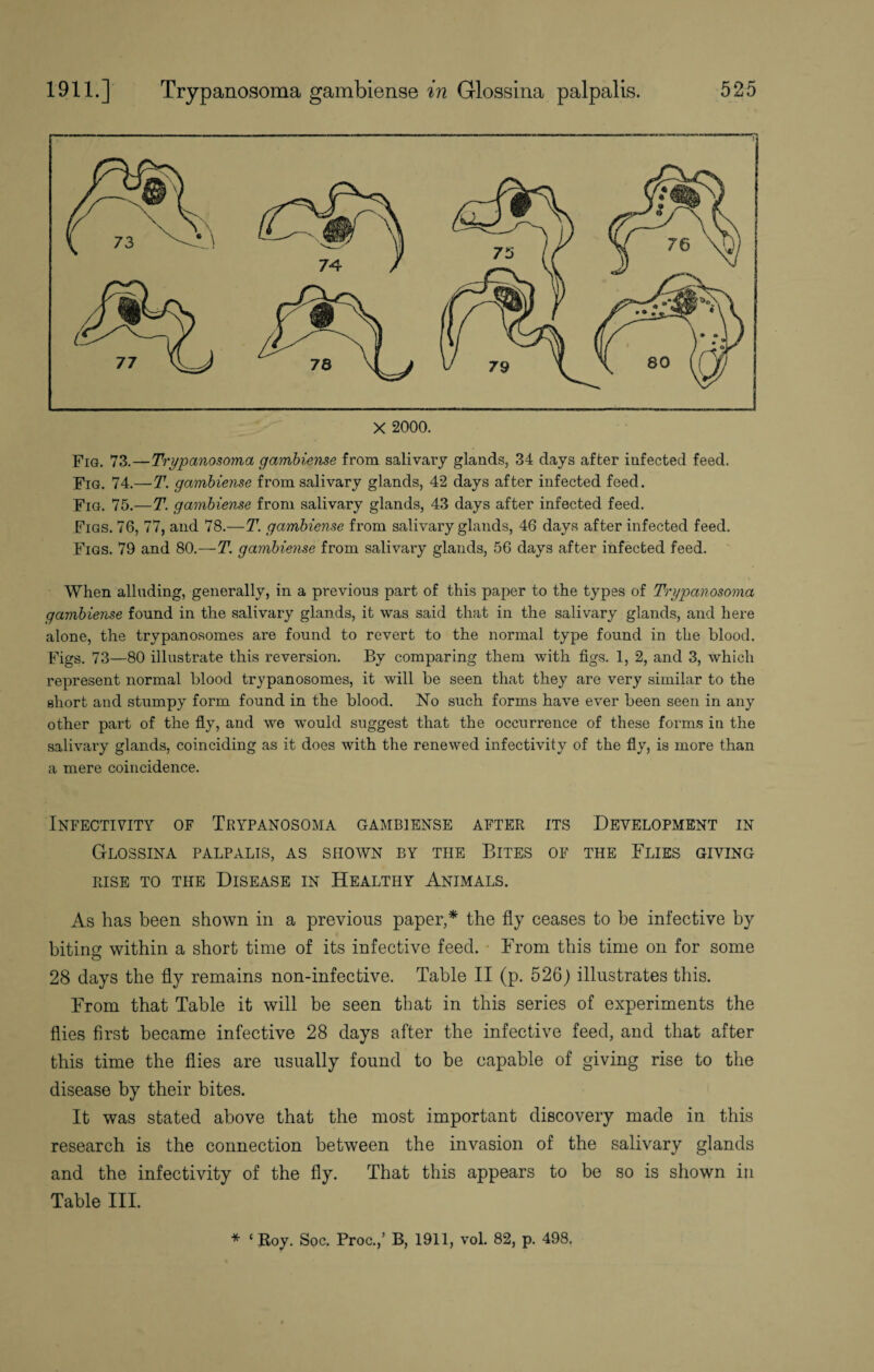 Fig. 73.—Trypanosoma gambiense from salivary glands, 34 days after infected feed. Fig. 74.—T. gambiense from salivary glands, 42 days after infected feed. Fig. 75.—T. gambiense from salivary glands, 43 days after infected feed. Figs. 76, 77, and 78.—T. gambiense from salivary glands, 46 days after infected feed. Figs. 79 and 80.—T. gambiense from salivary glands, 56 days after infected feed. When alluding, generally, in a previous part of this paper to the types of Trypanosoma gambiense found in the salivary glands, it was said that in the salivary glands, and here alone, the trypanosomes are found to revert to the normal type found in the blood. Figs. 73—80 illustrate this reversion. By comparing them with figs. 1, 2, and 3, which represent normal blood trypanosomes, it will be seen that they are very similar to the short and stumpy form found in the blood. No such forms have ever been seen in any other part of the fly, and we would suggest that the occurrence of these forms in the salivary glands, coinciding as it does with the renewed infectivity of the fly, is more than a mere coincidence. Infectivity of Trypanosoma gambiense after its Development in Glossina palpalis, as shown by the Bites of the Flies giving RISE TO THE DISEASE IN HEALTHY ANIMALS. As has been shown in a previous paper,* the fly ceases to be infective by biting within a short time of its infective feed. From this time on for some 28 days the fly remains non-infective. Table II (p. 526) illustrates this. From that Table it will be seen that in this series of experiments the flies first became infective 28 days after the infective feed, and that after this time the flies are usually found to be capable of giving rise to the disease by their bites. It was stated above that the most important discovery made in this research is the connection between the invasion of the salivary glands and the infectivity of the fly. That this appears to be so is shown in Table III. * ‘ Roy. Soc. Proc.,’ B, 1911, vol. 82, p. 498.