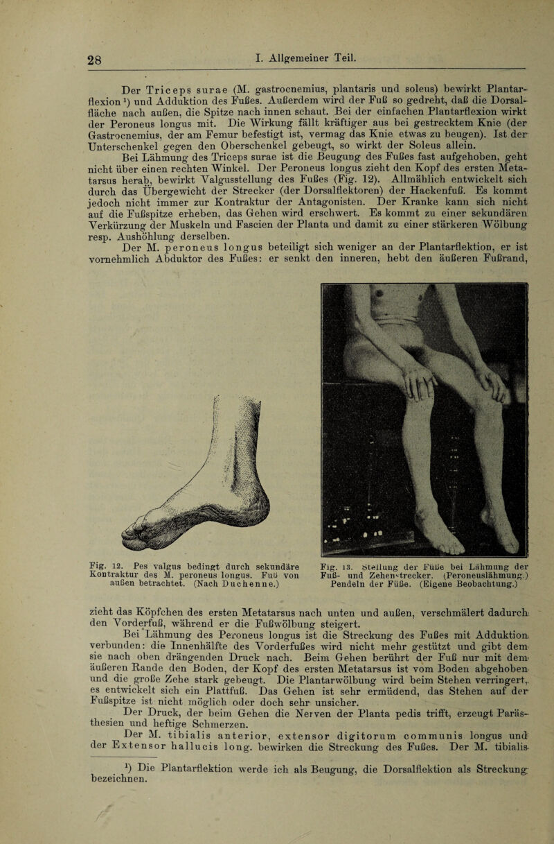 Der Triceps surae (M, gastrocnemius, plantaris und soleus) bewirkt Plantar- tlexion B und Adduktion des Fußes. Außerdem wird der Fuß so gedreht, daß die Dorsal¬ fläche nach außen, die Spitze nach innen schaut. Bei der einfachen Plantarflexion wirkt der Peroneus longus mit. Die Wirkung fällt kräftiger aus bei gestrecktem Knie (der Gastrocnemius, der am Femur befestigt ist, vermag das Knie etwas zu beugen). Ist der Unterschenkel gegen den Oberschenkel gebeugt, so wirkt der Soleus allein. Bei Lähmung des Triceps surae ist die Beugung des Fußes fast aufgehoben, geht nicht über einen rechten Winkel. Der Peroneus longus zieht den Kopf des ersten Meta¬ tarsus herab, bewirkt Valgussteilung des Fußes (Fig. 12). Allmählich entwickelt sich durch das Übergewicht der Strecker (der Dorsalflektoren) der Hackenfuß. Es kommt jedoch nicht immer zur Kontraktur der Antagonisten. Der Kranke kann sich nicht auf die Fußspitze erheben, das Gehen wird erschwert. Es kommt zu einer sekundären Verkürzung der Muskeln und Fascien der Planta und damit zu einer stärkeren Wölbung resp. Aushöhlung derselben. Der M. peroneus longus beteiligt sich weniger an der Plantarflektion, er ist vornehmlich Abduktor des Fußes: er senkt den inneren, hebt den äußeren Fußrand, Fig. 12. Pes valgus bedingt durch sekundäre Fig. 13. Steilung der Füße bei Lähmung der Kontraktur des M. peroneus longus. Fuß von Fuß- und Zehemt.recker. (Peroneuslähmung.) außen betrachtet. (Nach Duchenne.) Pendeln der Fiiße. (Eigene Beobachtung.) zieht das Köpfchen des ersten Metatarsus nach unten und außen, verschmälert dadurch den Vorderfaß, während er die Fußwölbung steigert. Bei Lähmung des Peroneus longus ist die Streckung des Fußes mit Adduktiom verbunden: die Innenhälfte des Vorderfußes wird nicht mehr gestützt und gibt dem sie nach oben drängenden Druck nach. Beim Gehen berührt der Fuß nur mit denr äußeren Rande den Boden, der Kopf des ersten Metatarsus ist vom Boden abgehoben und die. große Zehe stark gebeugt. Die Plantarwölbung wird beim Stehen verringert,, es entwickelt sich ein Plattfuß. Das Gehen ist sehr ermüdend, das Stehen auf der lußspitze ist nicht möglich oder doch sehr unsicher. Der Druck, der beim Gehen die Ner ven der Planta pedis trifft, erzeugt Paräs- thesien und heftige Schmerzen. Der M. tibialis anterior, extensor digitorum communis longus und der Extensor hallucis long. bewirken die Streckung des Fußes. Der M. tibialis *) Die Plantarflektion werde ich als Beugung, die Dorsalflektion als Streckung; bezeichnen.