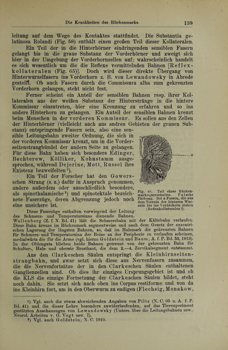 leitung auf dem Wege des Kontaktes stattfindet. Die Substantia ge- latinosa Rolandi (Fig. 58) enthält einen großen Teil dieser Kollateralen. Ein Teil der in die Hinterhörner eindringenden sensiblen Fasern gelangt bis in die graue Substanz der Vorderhörner und zweigt sich hier in der Umgebung der Vorderhornzellen auf; wahrscheinlich handelt es sich wesentlich um die die Reflexe vermittelnden Bahnen [Reflex- kollateralen (Fig. 65)]. Doch wird dieser direkte Übergang von Hinterwurzelfasern ins Vorderhorn z. B. von Lewandowsky in Abrede gestellt. Ob auch Fasern durch die Commissura alba zum gekreuzten Vorderhorn gelangen, steht nicht fest. Ferner scheint ein Anteil der sensiblen Bahnen resp. ihrer Kol¬ lateralen aus der weißen Substanz der Hinterstränge in die hintere Kommissur einzutreten, hier eine Kreuzung zu erfahren und so ins andere Hinterhorn zu gelangen. Ein Anteil der sensiblen Bahnen kreuzt beim Menschen in der vorderen Kommissur. Es sollen aus den Zellen der Hinterhörner (vielleicht auch aus andren Gebieten der grauen Sub¬ stanz) entspringende Fasern sein, also eine sen¬ sible Leitungsbahn zweiter Ordnung, die sich in der vorderen Kommissur kreuzt, um in die Vorder¬ seitenstrangbündel der andern Seite zu gelangen. Für diese Bahn haben sich besonders Edinger, Bechterew, Kölliker, Kohnstamm ausge¬ sprochen, während De j er ine, Mott, Rüssel ihre Existenz bezweifeltenx). Ein Teil der Forscher hat den Go wer s- schen Strang (s. u.) dafür in Anspruch genommen, andere außerdem oder ausschließlich besondere, als spinothalamische* 2) und spinotektale bezeicli- mfrksquerschnitts! Paiscke nete Faserzüge, deren Abgrenzung jedoch noch eine unsichere ist. zeln bis ins Vorderhorn ziehen .. ,, 1A • A T -4. (Reflexkollateralen?). Diese Faserzuge enthalten vorwiegend der Leitung- des Schmerz- und Temperatursinns dienende Bahnen. Wallenberg (Z. f. N. Bd. 41) läßt die Schmerzbahn mit der Kältebahn verlaufen. Diese Bahn kreuze im Rückenmark segmentweise und nach dem Gesetz der exzentri¬ schen Lagerung der längsten Bahnen, so, daß im Halsmark die gekreuzten Bahnen für Schmerz- und Temperatursinn der Beine an der Peripherie zu verlaufen scheinen, medialwärts die für die Arme (vgl. hierzu Goldstein und Baum, A. f. P. Bd. 52, 1913). In der Oblongata blieben beide Bahnen getrennt von der gekreuzten Bahn für Schulter-, Hals- und oberste Brusthaut, die dem 2.—4. Zervikalsegment entstammt. -a Fig. 65. Teil eines Riicken- Aus den Clarke sehen Säulen entspringt die Klein hi rnseiten- strangbahn, und zwar setzt sich diese aus Nervenfasern zusammen, die die Nervenf ortsätze der in den Clark eschen Säulen enthaltenen Ganglienzellen sind. Ob dies ihr einziges Ursprungsgebiet ist und ob die KLS die einzige Fortsetzung der Clark eschen Säulen bildet, steht noch dahin. Sie setzt sich nach oben ins Corpus restiforme und von da ins Kleinhirn fort, um in den Oberwurm zu endigen (Flechsig, Monakow, 1) Vgl. auch die etwas abweichenden Angaben von Piltz (N. C. 05 u. A. f. P. Bd. 41) und die dieser Lehre besonders zuwiderlaufenden, auf das Tierexperiment gestützten Anschauungen von Lewandowsky (Unters, über die Leitungsbahnen usw., Neurol. Arbeiten v. 0. Vogt usw. I). 2) Vgl. auch Goldstein, N. C. 1910.