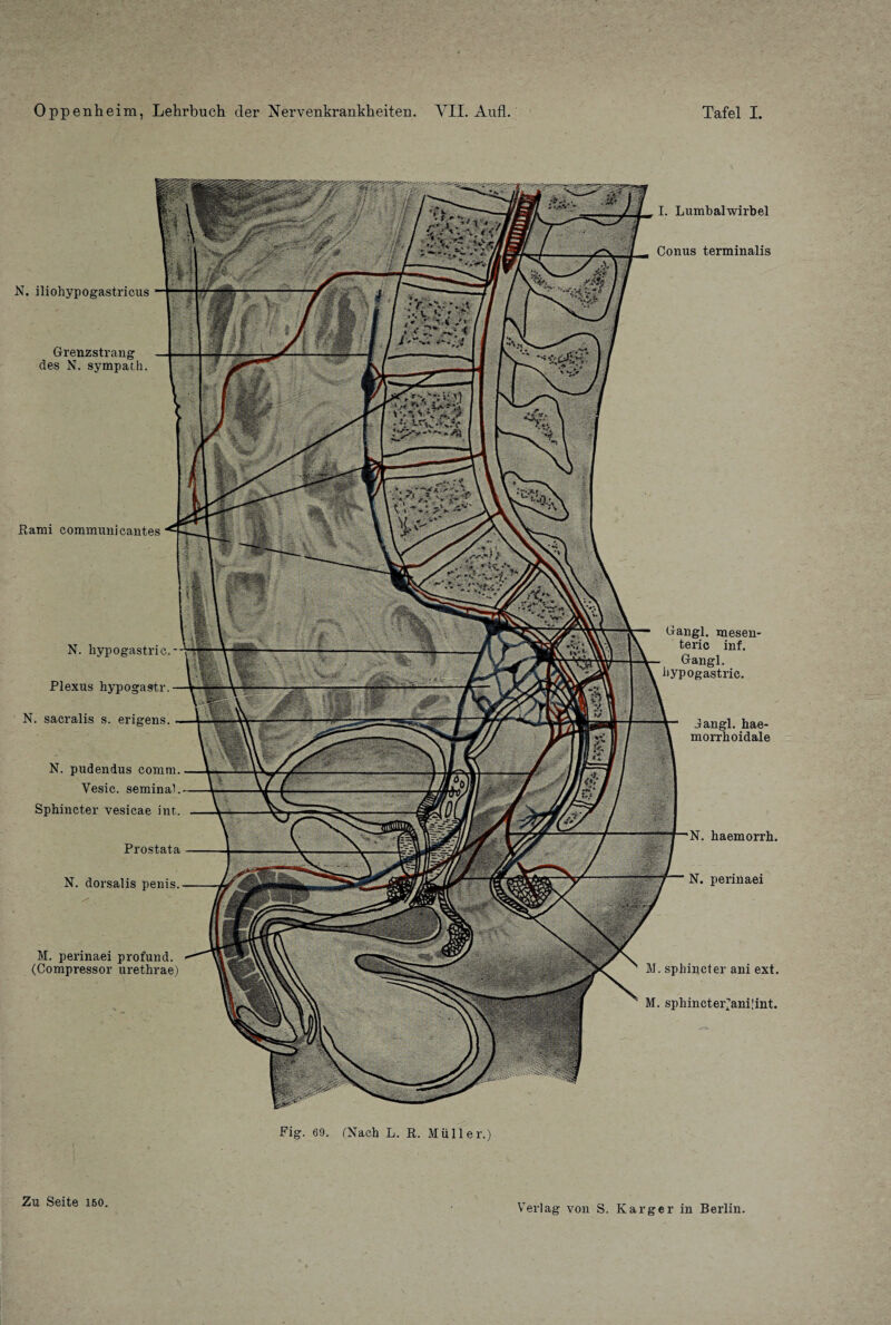 Rami eommunicantes I. Lumbalwirbel Conus terminalis N. iliohypogastricus Grenzstrang des N. sympath. N. liypogastric. Plexus hypogastr. N. sacralis s. erigens. N. pudendus comni. Yesic. seminal. Sphincter vesicae int. Prostata N. dorsalis penis. M. perinaei profund. (Compressor urethrae) M. sphincter ani ext. M. sphincter^anpint. Gangl. mesen- teric inf. Gangl. hypogastric. N. haemorrh. N. perinaei Jangl. hae- morrhoidale Fig. 69. (Nach L. R. Müller.) Zu Seite 150 Verlag von S. Karger in Berlin