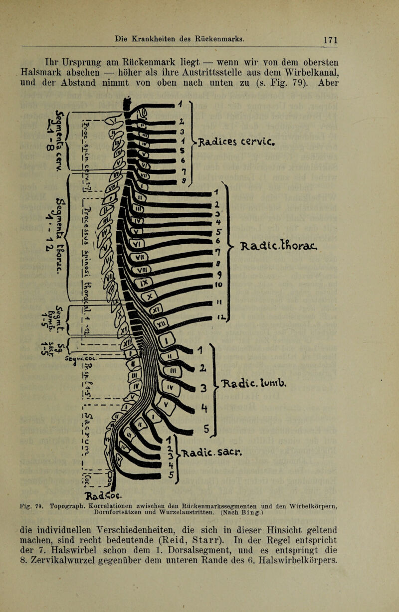 Ihr Ursprung am Rückenmark liegt — wenn wir von dem obersten Halsmark absehen — höher als ihre Austrittsstelle aus dem Wirbelkanal, und der Abstand nimmt von oben nach unten zu (s. Fig. 79). Aber Fig. 79. Topograph. Korrelationen zwischen den Rückenmarkssegmenten und den Wirbelkörpern, Dornfortsätzen und Wurzelaustritten. (Nach Bing.) die individuellen Verschiedenheiten, die sich in dieser Hinsicht geltend machen, sind recht bedeutende (Reid, Starr). In der Regel entspricht der 7. Halswirbel schon dem 1. Dorsalsegment, und es entspringt die 8. Zervikalwurzel gegenüber dem unteren Rande des 6. Halswirbelkörpers. i