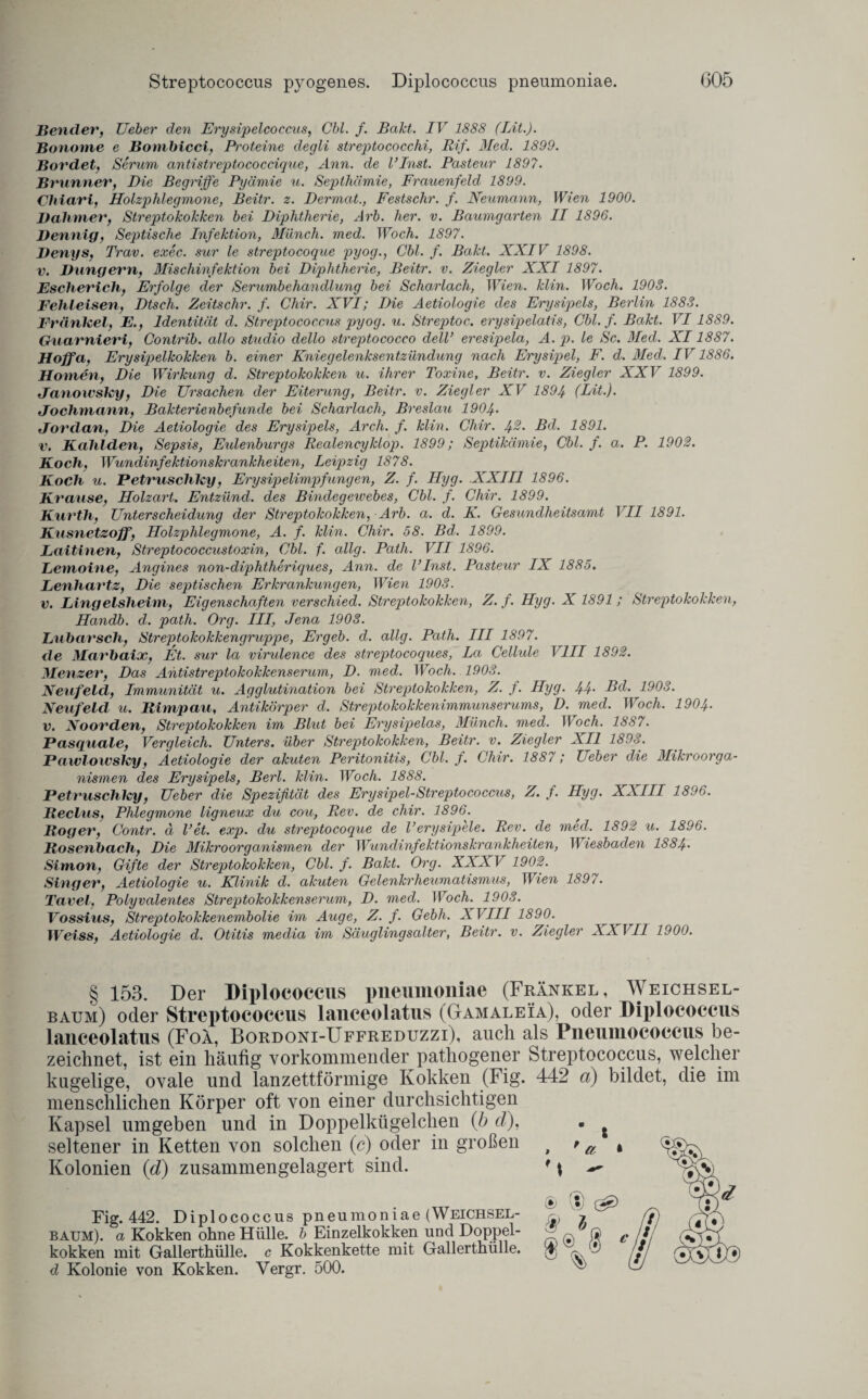 Bender, Ueber den Erysipelcoccus, Cbl. f. Bald. IV 1888 (Bit.). Bonome e Bombicci, Proteine degli streptococchi, Rif. Med. 1899. Bordet, Serum antistreptococcique, Ann. de l’Inst. Pastetor 1897. Brunner, Die Begriffe Pyämie u. Septhämie, Frauenfeld 1899. Chiari, Holzphlegmone, Beitr. z. Dermal., Festschr. f. Neumann, Wien 1900. Böhmer, Streptokokken bei Diphtherie, Arb. her. v. Baumgarten II 1896. Bennig, Septische Infektion, Münch, med. Woch. 1897. Benys, Trav. exec. sur le streptocoque pyog., Cbl. f. Bakt. XXIV 1898. v. Büngern, Mischinfektion bei Diphtherie, Beitr. v. Ziegler XXI 1897. Escherich, Erfolge der Serumbehandlung bei Scharlach, Wien. klin. Woch. 1903. Fehleisen, Dtsch. Zeitschr. f. Chir. XVI; Die Aetiologie des Erysipels, Berlin 1883. Frankel, E., Identität d. Streptococcus pyog. u. Streptoc. erysipelatis, Cbl. f. Bakt. VI1889. Guarnieri, Contrib. allo Studio dello streptococco delV eresipela, A. p. le Sc. Med. XI1887. Hoffa, Erysipelkokken b. einer Kniegelenksentzündung nach Erysipel, F. d. Med. IV1886. Honten, Die Wirkung d. Streptokokken u. ihrer Toxine, Beitr. v. Ziegler XXV 1899. Janowsky, Die Ursachen der Eiterung, Beitr. v. Ziegler XV 1894 (Lit.). Jochmann, Bakterienbefunde bei Scharlach, Breslau 1904• Jordan, Die Aetiologie des Erysipels, Arcli. f. klin. Chir. 4®- Bd. 1891. v. Kahlden, Sepsis, Etdenburgs Realencyklop. 1899; Septikämie, Cbl. f. a. P. 1902. Koch, Wundinfektionskrankheiten, Leipzig 1878. Koch u. Petruschlcy, Erysipelimp fingen, Z. f. Hyg. XXIII 1896. Krause, Holzart. Entzünd, des Bindegewebes, Cbl. f. Chir. 1899. Kurth, Unterscheidung der Streptokokken, Arb. a. d. K. Gesundheitsamt VII 1891. Kusnetzoff, Holzphlegmone, A. f. klin. Chir. 58. Bd. 1899. Laitinen, Streptococcustoxin, Cbl. f. allg. Path. VII 1896. Lentoine, Angines non-diphtheriques, Ann. de linst. Pasteur IX 1885. Lenhartz, Die semitischen Erkrankungen, Wien 1903. v. Lingelsheim, Eigenschaften verschied. Streptokokken, Z. f. Hyg. X 1891; Streptokokken, Handb. d. path. Org. III, Jena 1903. Lubarscli, Streptokokkengruppe, Ergeb. d. allg. Path. III 1897. de Marbaix, Et. sur la virxdence des streptocoques, La Cellule VIII 1892. Menzer, Das Antistreptokokkenserum, D. medl. Woch. 1903. Neufeld, Immunität u. Agglutination bei Streptokokken, Z. f. Hyg. 44- Bd- 1903. Neufeld u. Bimpau, Antikörper d. Streptokokkenimmunserums, D. med. Woch. 1904. v. Noorden, Streptokokken im Blut bei Erysipelas, Münch, med. Woch. 1887. Pasquale, Vergleich. Unters, über Streptokokken, Beitr. v. Ziegler All 1893. Pawlowsky, Aetiologie der akuten Peritonitis, Cbl. f. Chir. 1887; Ueber die Mikroorga¬ nismen des Erysipels, Berl. klin. Woch. 1888. Petruschky, Ueber die Spezifität des Erysipel-Streptococcus, Z. f. Hyg. XAIII 1896. Beclus, Phlegmone ligneux du cou, Rev. de chir. 1896. Bog er, Contr. d l’et. exp. du streptocoque de l’erysipele. Rev. de med. 1892 u. 1896. Bosenbach, Die Mikroorganismen der Wundinfektionskrankheiten, II iesbaden 1884• Simon, Gifte der Streptokokken, Cbl. f. Bakt. Org. XXX V 1902. Singer, Aetiologie u. Klinik d. akuten Gelenkrheumatismus, TMen 189/. Tavel, Polyvalentes Streptokokkenserum, D. med. Woch. 1903. Vossius, Streptokokkenembolie im Auge, Z. f. Gebh. XVIII 1890. Weiss, Aetiologie d. Otitis media im Säuglingsalter, Beitr. v. Ziegler XXVII 1900. § 153. Der Diplococcus pneumoniae (Frankel, Weichsel¬ baum) oder Streptococcus lanceolatus (Gamaleia), oder Diplococcus lanceolatus (Foa, Bordoni-Uffreduzzi), auch als Pneuinococcus be¬ zeichnet, ist ein häufig vorkommender pathogener Streptococcus, welcher kugelige, ovale und lanzettförmige Kokken (Fig. 442 d) bildet, die im menschlichen Körper oft von einer durchsichtigen Kapsel umgeben und in Doppelkügelchen (b d), seltener in Ketten von solchen (c) oder in großen Kolonien (d) zusammengelagert sind. Fig. 442. Dipl ococcus pneumoniae (Weichsel¬ baum). a Kokken ohne Hülle, b Einzelkokken und Doppel¬ kokken mit Gallerthülle, c Kokkenkette mit Gallerthülle. d Kolonie von Kokken. Yergr. 500.