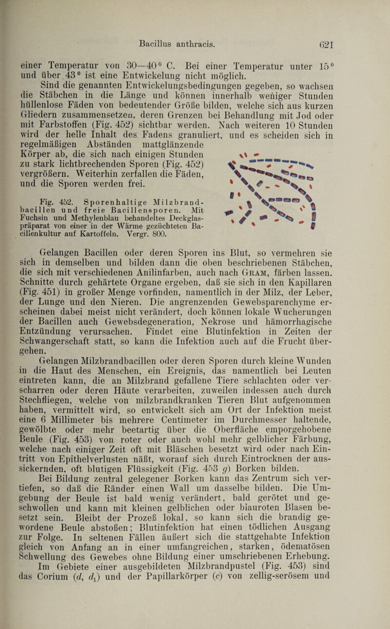 einer Temperatur von 30—40° C. Bei einer Temperatur unter 15° und über 43° ist eine Entwickelung nicht möglich. Sind die genannten Entwickelungsbedingungen gegeben, so wachsen die Stäbchen in die Länge und können innerhalb weniger Stunden hüllenlose Fäden von bedeutender Größe bilden, welche sich aus kurzen Gliedern zusammensetzen, deren Grenzen bei Behandlung mit Jod oder mit Farbstoffen (Fig. 452) sichtbar werden. Nach weiteren 10 Stunden wird der helle Inhalt des Fadens granuliert, und es scheiden sich in regelmäßigen Abständen mattglänzende Körper ab, die sich nach einigen Stunden zu stark lichtbrechenden Sporen (Fig. 452) vergrößern. Weiterhin zerfallen die Fäden, und die Sporen werden frei. Fig. 452. Sporen haltige Milzbrand¬ bacillen und freie Bacillensporen. Mit Fuchsin und Methylenblau behandeltes Deckglas¬ präparat von einer in der Wärme gezüchteten Ba¬ cillenkultur auf Kartoffeln. Vergr. 800. Gelangen Bacillen oder deren Sporen ins Blut, so vermehren sie sich in demselben und bilden dann die oben beschriebenen Stäbchen, die sich mit verschiedenen Anilinfarben, auch nach Gram, färben lassen. Schnitte durch gehärtete Organe ergeben, daß sie sich in den Kapillaren (Fig. 451) in großer Menge vorfinden, namentlich in der Milz, der Leber, der Lunge und den Nieren. Die angrenzenden Gewebsparenchyme er¬ scheinen dabei meist nicht verändert, doch können lokale Wucherungen der Bacillen auch Gewebsdegeneration, Nekrose und hämorrhagische Entzündung verursachen. Findet eine Blutinfektion in Zeiten der Schwangerschaft statt, so kann die Infektion auch auf die Frucht über¬ gehen. Gelangen Milzbrandbacillen oder deren Sporen durch kleine Wunden in die Haut des Menschen, ein Ereignis, das namentlich bei Leuten eintreten kann, die an Milzbrand gefallene Tiere schlachten oder ver¬ scharren oder deren Häute verarbeiten, zuweilen indessen auch durch Stechfliegen, welche von milzbrandkranken Tieren Blut aufgenommen haben, vermittelt wird, so entwickelt sich am Ort der Infektion meist eine 6 Millimeter bis mehrere Centimeter im Durchmesser haltende, gewölbte oder mehr beetartig über die Oberfläche emporgehobene Beule (Fig. 453) von roter oder auch wohl mehr gelblicher Färbung, welche nacli einiger Zeit oft mit Bläschen besetzt wird oder nach Ein¬ tritt von Epithelverlusten näßt, worauf sich durch Eintrocknen der aus¬ sickernden. oft blutigen Flüssigkeit (Fig. 453 g) Borken bilden. Bei Bildung zentral gelegener Borken kann das Zentrum sich ver¬ tiefen, so daß die Ränder einen Wall um dasselbe bilden. Die Um¬ gebung der Beule ist bald wenig verändert, bald gerötet und ge¬ schwollen und kann mit kleinen gelblichen oder blauroten Blasen be¬ setzt sein. Bleibt der Prozeß lokal, so kann sich die brandig ge¬ wordene Beule abstoßen; Blutinfektion hat einen tödlichen Ausgang zur Folge. In seltenen Fällen äußert sich die stattgehabte Infektion gleich von Anfang an in einer umfangreichen, starken, ödematösen Schwellung des Gewebes ohne Bildung einer umschriebenen Erhebung. Im Gebiete einer ausgebildeten Milzbrandpustel (Fig. 453) sind das Corium (<d, dj und der Papillarkörper (c) von zeilig-serösem und