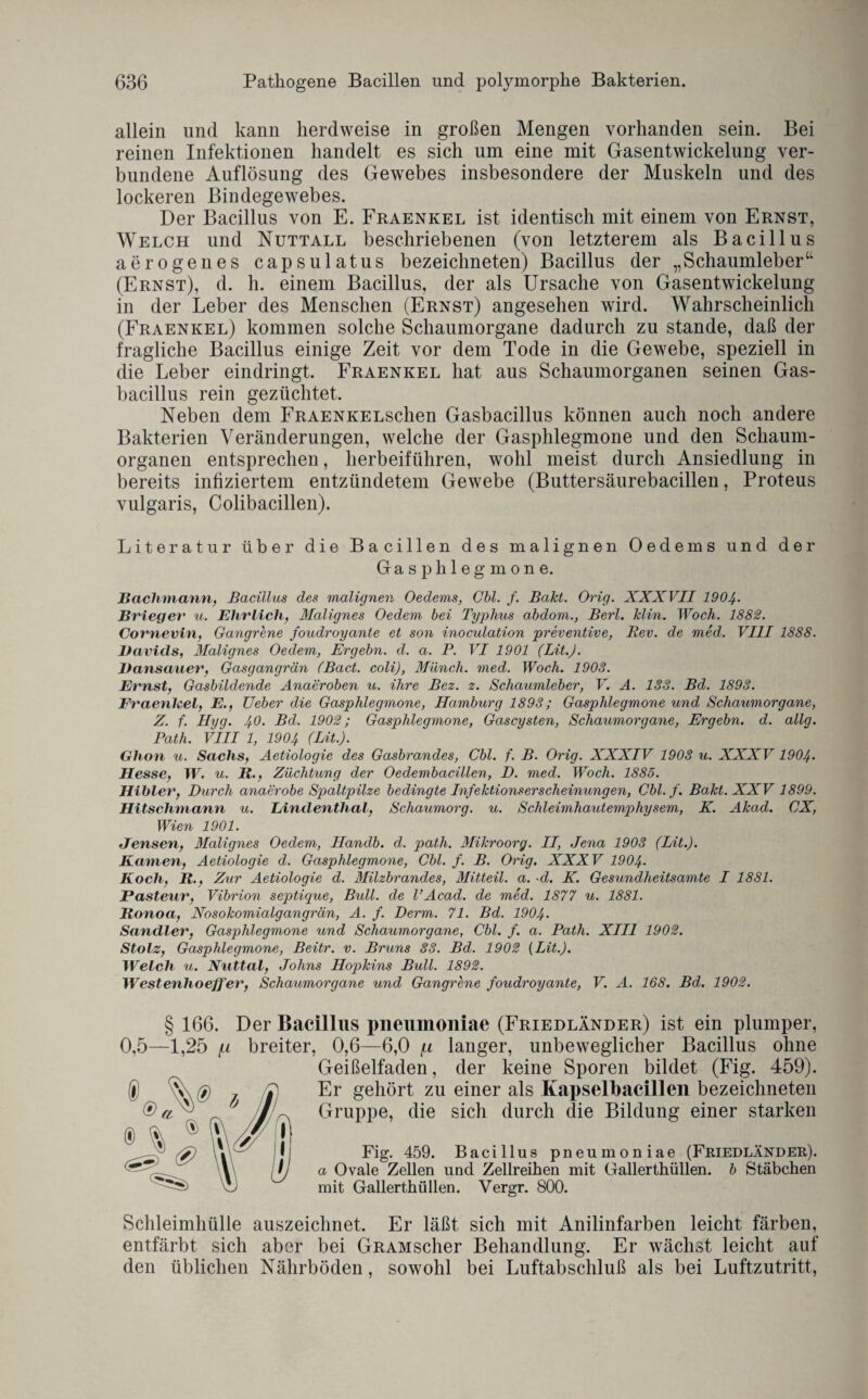 allein und kann herdweise in großen Mengen vorhanden sein. Bei reinen Infektionen handelt es sich um eine mit Gasentwickelung ver¬ bundene Auflösung des Gewebes insbesondere der Muskeln und des lockeren Bindegewebes. Der Bacillus von E. Fraenkel ist identisch mit einem von Ernst, Welch und Nuttall beschriebenen (von letzterem als Bacillus aerogenes capsulatus bezeichneten) Bacillus der „Schaumleber“ (Ernst), d. h. einem Bacillus, der als Ursache von Gasentwickelung in der Leber des Menschen (Ernst) angesehen wird. Wahrscheinlich (Fraenkel) kommen solche Schaumorgane dadurch zu stände, daß der fragliche Bacillus einige Zeit vor dem Tode in die Gewebe, speziell in die Leber eindringt. Fraenkel hat aus Schaumorganen seinen Gas¬ bacillus rein gezüchtet. Neben dem FRAENKELschen Gasbacillus können auch noch andere Bakterien Veränderungen, welche der Gasphlegmone und den Schaum¬ organen entsprechen, herbeiführen, wohl meist durch Ansiedlung in bereits infiziertem entzündetem Gewebe (Buttersäurebacillen, Proteus vulgaris, Colibacillen). Literatur über die Bacillen des malignen Oedems und der Gasphlegmone. Bachmann, Bacillus des malignen Oedems, Cbl. f. Bakt. Ong. XXXVII 1904. Briegev u. Ehrlich, Malignes Oedem bei Typhus abdom., Berl. klin. Woch. 1882. Cornevin, Gangrene foudroyante et son inoculation preventive, Rev. de med. VIII 1888. Davids, Malignes Oedem, Ergehn, d. a. P. VI 1901 (Lit.J. Dansauer, Gasgangrän (Bact. coli), Münch, med. Woch. 1903. Ernst, Gasbildende Anaeroben u. ihre Bez. z. Schaumleber, V. A. 133. Bd. 1893. Fraenlcel, E., Ueber die Gasphlegmone, Hamburg 1893; Gasphlegmone und Schaumorgane, Z. f. Hyg. 40- Bd. 1902; Gasphlegmone, Gascysten, Schaumorgane, Ergehn, d. allg. Path. VIII 1, 1904 (IAt.). Ghon u. Sachs, Aetiologie des Gasbrandes, Cbl. f. B. Orig. XXXIV 1903 u. XXXV 1904- Hesse, W. u. Ji., Züchtung der Oedembacillen, D. med. Woch. 1885. Hibler, Durch anaerobe Spaltpilze bedingte Infektionserscheinungen, Cbl. f. Bakt. XXV 1899. Hitschmann u. Eindenthal, Schaumorg. u. Schleimhautemphysem, K. Akad. CX, Wien 1901. Jensen, Malignes Oedem, Handb. d. path. Mikroorg. II, Jena 1903 (Lit.). Kamen, Aetiologie d. Gasphlegmone, Cbl. f. B. Orig. XXXV 1904- Koch, 11., Zur Aetiologie d. Milzbrandes, Mitteil. a. -d. K. Gesundheitsamte I 1881. Pasteur, Vibrion septique, Bull, de TAcad. de med. 1877 u. 1881. Bonoa, Nosokomialgangrän, A. f. Derm. 71. Bd. 1904. Sandler, Gasphlegmone und Schaumorgane, Cbl. f. a. Path. XIII 1902. Stolz, Gasphlegmone, Beitr. v. Bruns 33. Bd. 1902 [Lit.). Welch u. Nuttal, Johns Hopkins Bull. 1892. Westenlioeffer, Schaumorgane und Gangrene foudroyante, V. A. 168. Bd. 1902. § 166. Der Bacillus pneumoniae (Friedländer) ist ein plumper, 0,5—1,25 f-i breiter, 0,6—6,0 fi langer, unbeweglicher Bacillus ohne Geißelfaden, der keine Sporen bildet (Fig. 459). Er gehört zu einer als Kapselhacillen bezeichneten Gruppe, die sich durch die Bildung einer starken Fig. 459. Bacillus pneumoniae (Friedländer). a Ovale Zellen und Zellreihen mit Gallerthüllen, b Stäbchen mit Gallerthüllen. Vergr. 800. Schleimhülle auszeichnet. Fr läßt sich mit Anilinfarben leicht färben, entfärbt sich aber bei GRAMscher Behandlung. Er wächst leicht auf den üblichen Nährböden, sowohl bei Luftabschluß als bei Luftzutritt,