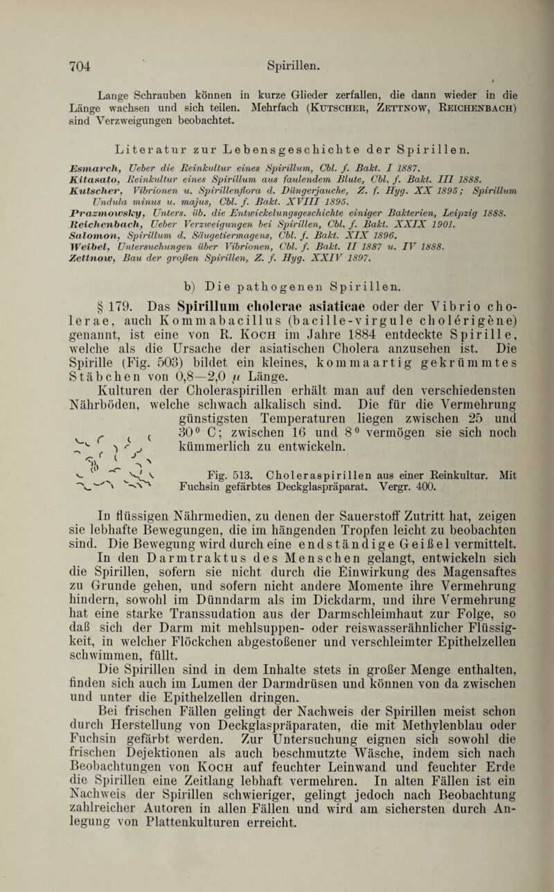 Lange Schrauben können in kurze Glieder zerfallen, die dann wieder in die Länge wachsen und sich teilen. Mehrfach (Kutscher, Zettnow, Reichenbach) sind Verzweigungen beobachtet. Literatur zur Lebensgeschichte der Spirillen. Esmarch, Ueber die Reinkultur eines Spirillum, Cbl. f. Bakt. I 1887. Kitasato, Reinkultur eines Spirillum aus faulendem Blute, Cbl. f. Bakt. III 1888. Kutscher, Vibrionen u. Spirillenflora d. Düngerjauche, Z. f. Hyg. XX 1895; Spirillum Undula minus u. majus, Cbl. f. Bakt. XVIII 1895. IJrazttno wsky, Unters, üb. die Entwickelungsgeschichte einiger Bakterien, Leipzig 1888. Keichenbach, Ueber Verzweigungen bei Spirillen, Cbl. f. Bakt. XXIX 1901. Salomon, Spirillum d. Säugetiermagens, Cbl. j. Bakt. XIX 1896. Weibel, Untersuchungen über Vibrionen, Cbl. f. Bakt. II 1887 u. IV 1888. Zettnow, Bau der großen Spirillen, Z. f. Hyg. XXIV 1897. b) Die pathogenen Spirillen. § 179. Das Spirillum cliolerae asiaticae oder der Vibrio cho- lerae, auch Kommabacillus (bacille-virgule cholerigene) genannt, ist eine von R. Koch im Jahre 1884 entdeckte Spirille, welche als die Ursache der asiatischen Cholera anzusehen ist. Die Spirille (Fig. 503) bildet ein kleines, kommaartig gekrümmtes Stäbchen von 0,8—2,0 /n Länge. Kulturen der Choleraspirillen erhält man auf den verschiedensten Nährböden, welche schwach alkalisch sind. Die für die Vermehrung günstigsten Temperaturen liegen zwischen 25 und ( 30° C; zwischen 16 und 8° vermögen sie sich noch r , kümmerlich zu entwickeln. ^ r cl) -r i Fig. 513. Choleraspirillen aus einer Reinkultur. Mit Fuchsin gefärbtes Deckglaspräparat. Vergr. 400. In flüssigen Nährmedien, zu denen der Sauerstoff Zutritt hat, zeigen sie lebhafte Bewegungen, die im hängenden Tropfen leicht zu beobachten sind. Die Bewegung wird durch eine endständige Geißel vermittelt. In den Darmtraktus des Menschen gelangt, entwickeln sich die Spirillen, sofern sie nicht durch die Einwirkung des Magensaftes zu Grunde gehen, und sofern nicht andere Momente ihre Vermehrung hindern, sowohl im Dünndarm als im Dickdarm, und ihre Vermehrung hat eine starke Transsudation aus der Darmschleimhaut zur Folge, so daß sich der Darm mit mehlsuppen- oder reiswasserähnlicher Flüssig¬ keit, in welcher Flöckchen abgestoßener und verschleimter Epithelzellen schwimmen, füllt. Die Spirillen sind in dem Inhalte stets in großer Menge enthalten, finden sich auch im Lumen der Darmdrüsen und können von da zwischen und unter die Epithelzellen dringen. Bei frischen Fällen gelingt der Nachweis der Spirillen meist schon durch Herstellung von Deckglaspräparaten, die mit Methylenblau oder Fuchsin gefärbt werden. Zur Untersuchung eignen sich sowohl die frischen Dejektionen als auch beschmutzte Wäsche, indem sich nach Beobachtungen von Koch auf feuchter Leinwand und feuchter Erde die Spirillen eine Zeitlang lebhaft vermehren. In alten Fällen ist ein Nachweis der Spirillen schwieriger, gelingt jedoch nach Beobachtung zahlreicher Autoren in allen Fällen und wird am sichersten durch An¬ legung von Plattenkulturen erreicht.