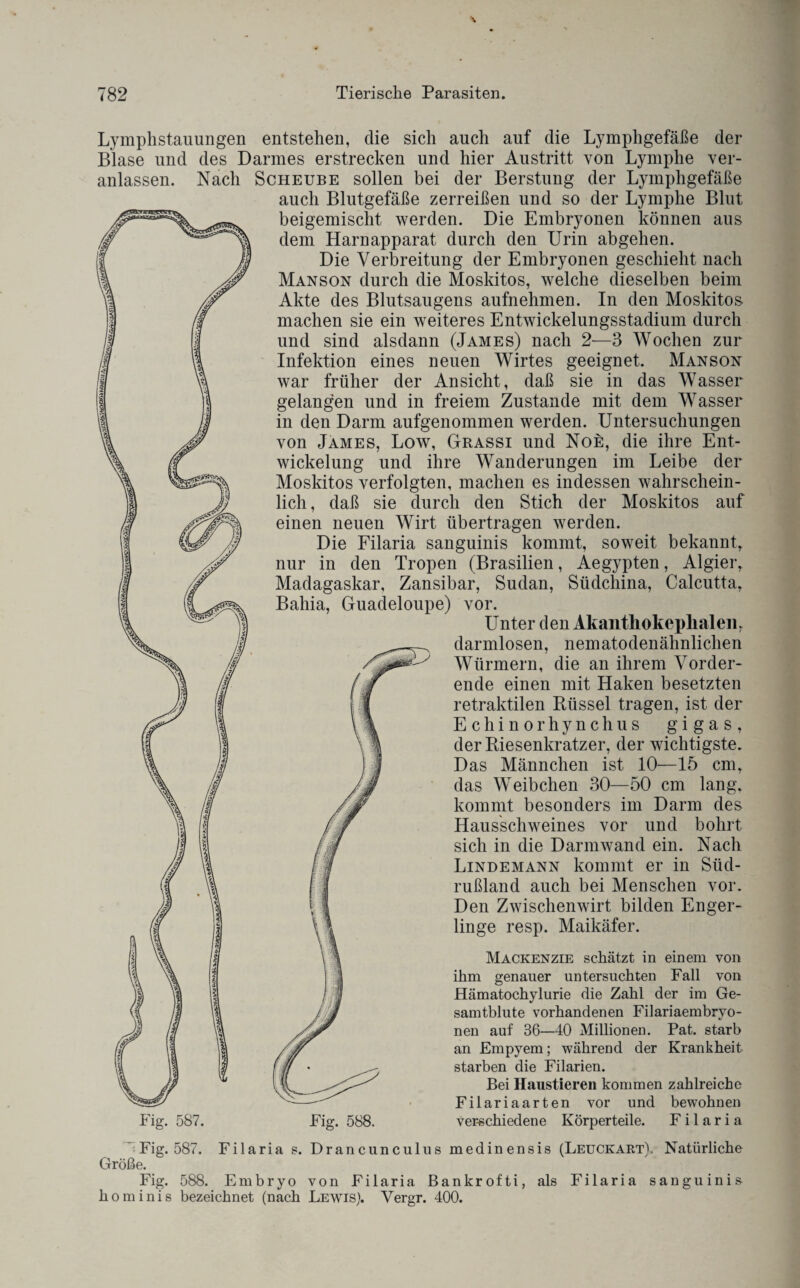 fs>2a>' I h\ Lymphstauungen entstehen, die sich auch auf die Lymphgefäße der Blase und des Darmes erstrecken und hier Austritt von Lymphe ver¬ anlassen. Nach Scheube sollen bei der Berstung der Lymphgefäße auch Blutgefäße zerreißen und so der Lymphe Blut beigemischt werden. Die Embryonen können aus dem Harnapparat durch den Urin abgehen. Die Verbreitung der Embryonen geschieht nach Manson durch die Moskitos, welche dieselben beim Akte des Blutsaugens aufnehmen. In den Moskitos machen sie ein weiteres Entwickelungsstadium durch und sind alsdann (James) nach 2—3 Wochen zur Infektion eines neuen Wirtes geeignet. Manson war früher der Ansicht, daß sie in das Wasser gelangen und in freiem Zustande mit dem Wasser in den Darm aufgenommen werden. Untersuchungen von James, Low, Grassi und Noe, die ihre Ent¬ wickelung und ihre Wanderungen im Leibe der Moskitos verfolgten, machen es indessen wahrschein¬ lich, daß sie durch den Stich der Moskitos auf einen neuen Wirt übertragen werden. Die Filaria sanguinis kommt, soweit bekannt, nur in den Tropen (Brasilien, Aegypten, Algier, Madagaskar, Zansibar, Sudan, Südchina, Calcutta, Bahia, Guadeloupe) vor. Unter den Akantliokeplialeii, darmlosen, nematodenähnlichen Würmern, die an ihrem Vorder¬ ende einen mit Haken besetzten retraktilen Rüssel tragen, ist der Echinorhynchus gigas, der Riesenkratzer, der wichtigste. Das Männchen ist 10—15 cm, das Weibchen 30—50 cm lang, kommt besonders im Darm des Hausschweines vor und bohrt sich in die Darm wand ein. Nach Lindemann kommt er in Süd¬ rußland auch bei Menschen vor. Den Zwischenwirt bilden Enger¬ linge resp. Maikäfer. Mackenzie schätzt in einem von ihm genauer untersuchten Fall von Hämatochylurie die Zahl der im Ge¬ samtblute vorhandenen Filariaembryo- nen auf 36—40 Millionen. Pat. starb an Empyem; während der Krankheit starben die Filarien. Bei Haustieren kommen zahlreiche Filariaarten vor und bewohnen verschiedene Körperteile. Filaria Fig. 587. Fig. 588. Fig. 587. Filaria s. Drancunculus medinensis (Leuckart), Natürliche Größe. Fig. 588. Embryo von Filaria Bankrofti, als Filaria sanguinis hominis bezeichnet (nach Lewis). Vergr. 400.