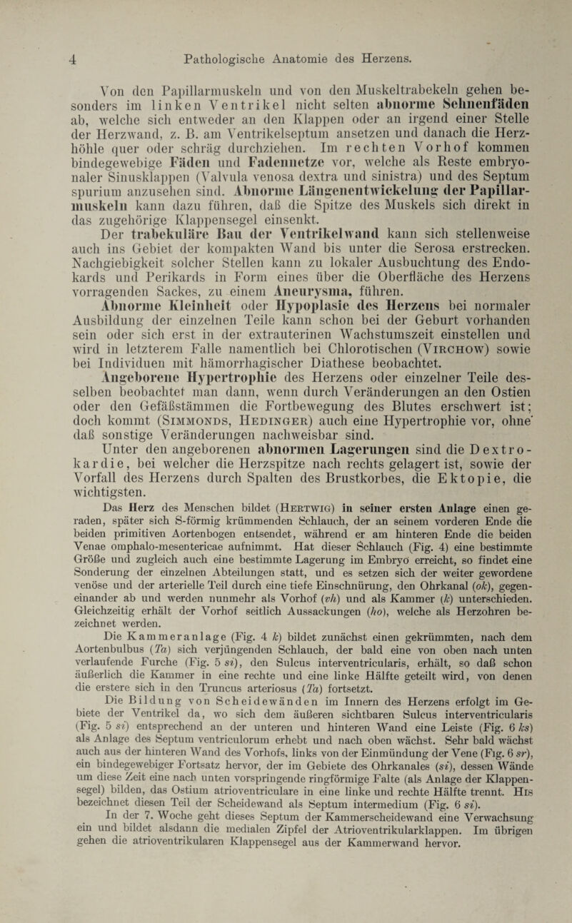 Von den Papillarmuskeln und von den Muskeltrabekeln gehen be¬ sonders im linken Ventrikel nicht selten abnorme Sehnenfäden ab, welche sich entweder an den Klappen oder an irgend einer Stelle der Herz wand, z. B. am Ventrikelseptum ansetzen und danach die Herz¬ höhle quer oder schräg durchziehen. Im rechten Vorhof kommen bindegewebige Fäden und Fadennetze vor, welche als Reste embryo¬ naler Sinusklappen (Valvula venosa dextra und sinistra) und des Septum spurium anzusehen sind. Abnorme Längenentwickelung der Papillar- muskeln kann dazu führen, daß die Spitze des Muskels sich direkt in das zugehörige Klappensegel einsenkt. Der trabekuläre Bau der Ventrikelwand kann sich stellenweise auch ins Gebiet der kompakten Wand bis unter die Serosa erstrecken. Nachgiebigkeit solcher Stellen kann zu lokaler Ausbuchtung des Endo¬ kards und Perikards in Form eines über die Oberfläche des Herzens vorragenden Sackes, zu einem Aneurysma, führen. Abnorme Kleinheit oder Hypoplasie des Herzens bei normaler Ausbildung der einzelnen Teile kann schon bei der Geburt vorhanden sein oder sich erst in der extrauterinen Wachstumszeit einstellen und wird in letzterem Falle namentlich bei Chlorotisehen (Virchow) sowie bei Individuen mit hämorrhagischer Diathese beobachtet. Angeborene Hypertrophie des Herzens oder einzelner Teile des¬ selben beobachtet man dann, wenn durch Veränderungen an den Ostien oder den Gefäßstämmen die Fortbewegung des Blutes erschwert ist; doch kommt (Simmonds, Hedinger) auch eine Hypertrophie vor, ohne' daß sonstige Veränderungen nachweisbar sind. Unter den angeborenen abnormen Lagerungen sind die Dextro- kardie, bei welcher die Herzspitze nach rechts gelagert ist, sowie der Vorfall des Herzens durch Spalten des Brustkorbes, die Ektopie, die wichtigsten. Das Herz des Menschen bildet (Hertwig) in seiner ersten Anlage einen ge¬ raden, später sich S-förmig krümmenden Schlauch, der an seinem vorderen Ende die beiden primitiven Aortenbogen entsendet, während er am hinteren Ende die beiden Venae omphalo-mesentericae aufnimmt. Hat dieser Schlauch (Fig. 4) eine bestimmte Größe und zugleich auch eine bestimmte Lagerung im Embryo erreicht, so findet eine Sonderung der einzelnen Abteilungen statt, und es setzen sich der weiter gewordene venöse und der arterielle Teil durch eine tiefe Einschnürung, den Ohrkanal (ok), gegen¬ einander ab und werden nunmehr als Vorhof (vli) und als Kammer (k) unterschieden. Gleichzeitig erhält der Vorhof seitlich Aussackungen (ho), welche als Herzohren be¬ zeichnet werden. Die Kammeranlage (Fig. 4 k) bildet zunächst einen gekrümmten, nach dem Aortenbulbus (Ta) sich verjüngenden Schlauch, der bald eine von oben nach unten verlaufende Furche (Fig. 5 si), den Sulcus interventricularis, erhält, so daß schon äußerlich die Kammer in eine rechte und eine linke Hälfte geteilt wird, von denen die erstere sich in den Truncus arteriosus (Ta) fortsetzt. Die Bildung von Scheidewänden im Innern des Herzens erfolgt im Ge¬ biete der Ventrikel da, wo sich dem äußeren sichtbaren Sulcus interventricularis (Fig. 5 si) entsprechend an der unteren und hinteren Wand eine Leiste (Fig. 6 ks) als Anlage des Septum ventriculorum erhebt und nach oben wächst. Sehr bald wächst auch aus der hinteren Wand des Vorhofs, links von der Einmündung der Vene (Fig. 6 sr), ein bindegewebiger Fortsatz hervor, der im Gebiete des Ohrkanales (si), dessen Wände um diese Zeit eine nach unten vorspringende ringförmige Falte (als Anlage der Klappen¬ segel) bilden, das Ostium atrioventriculare in eine linke und rechte Hälfte trennt. Hrs bezeichnet diesen Teil der Scheidewand als Septum intermedium (Fig. 6 si). In der 7. Woche geht dieses Septum der Kammerscheidewand eine Verwachsung ein und bildet alsdann die medialen Zipfel der Atrioventrikularklappen. Im übrigen gehen die atrioventrikularen Klappensegel aus der Kammerwand hervor.