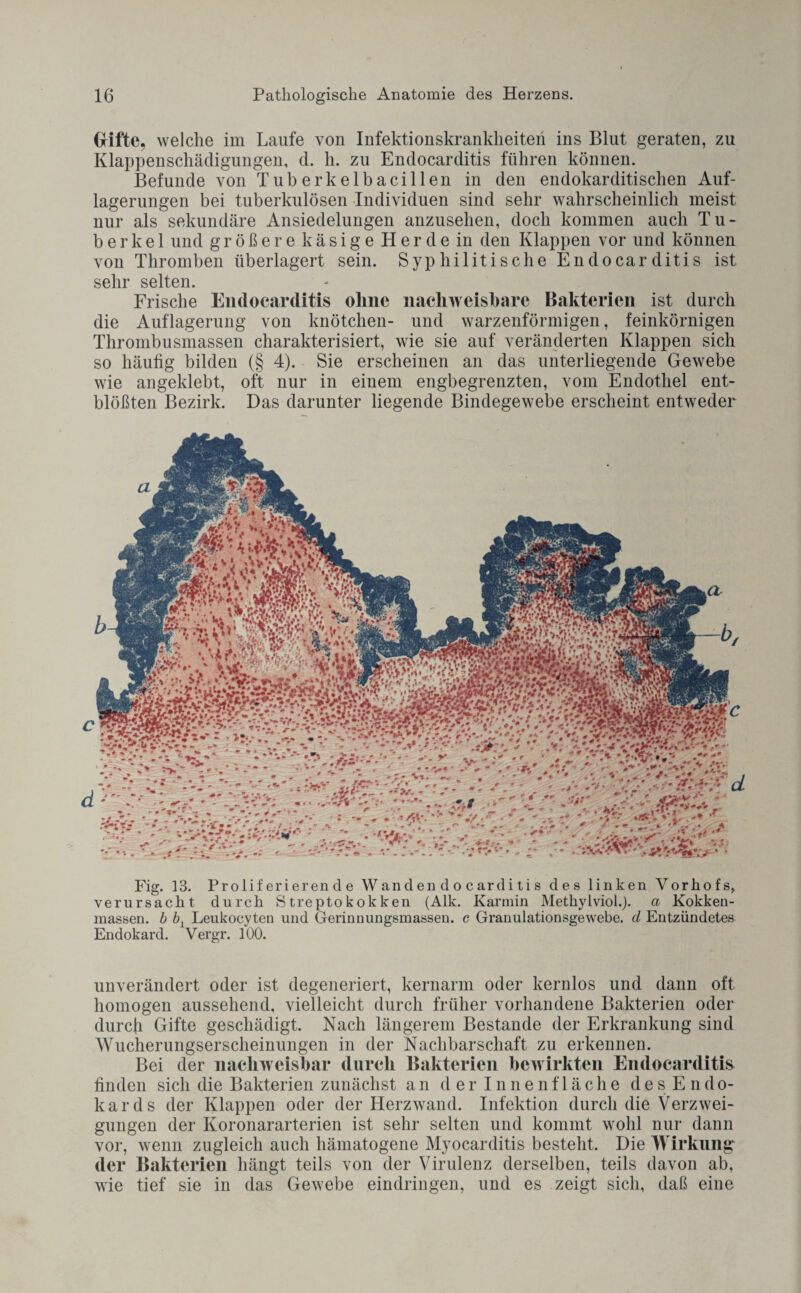 Grifte, welche im Laufe von Infektionskrankheiten ins Blut geraten, zu Klappenschädigungen, d. h. zu Endocarditis führen können. Befunde von Tuberkelbacillen in den endokarditischen Auf¬ lagerungen bei tuberkulösen Individuen sind sehr wahrscheinlich meist nur als sekundäre Ansiedelungen anzusehen, doch kommen auch Tu¬ berkel und größere käsige Herde in den Klappen vor und können von Thromben überlagert sein. Syphilitische Endocarditis ist sehr selten. Frische Endocarditis olme nachweisbare Bakterien ist durch die Auflagerung von knötchen- und warzenförmigen, feinkörnigen Thrombusmassen charakterisiert, wie sie auf veränderten Klappen sich so häufig bilden (§ 4). Sie erscheinen an das unterliegende Gewebe wie angeklebt, oft nur in einem engbegrenzten, vom Endothel ent¬ blößten Bezirk. Das darunter liegende Bindegewebe erscheint entweder mm. Fig. 13. Prolif erieren d e Wand en d o c ardi ti s des linken Vorhofs,, verursacht durch Streptokokken (Alk. Karmin Methylviol.j. a Kokken¬ massen. b bx Leukocyten und Gerinnungsmassen, c Granulationsgewebe, d Entzündetes Endokard. Vergr. 100. unverändert oder ist degeneriert, kernarm oder kernlos und dann oft homogen aussehend, vielleicht durch früher vorhandene Bakterien oder durch Gifte geschädigt. Nach längerem Bestände der Erkrankung sind Wucherungserscheinungen in der Nachbarschaft zu erkennen. Bei der nachweisbar durch Bakterien bewirkten Endocarditis finden sich die Bakterien zunächst an der Innenfläche des Endo¬ kards der Klappen oder der Herzwand. Infektion durch die Verzwei¬ gungen der Koronararterien ist sehr selten und kommt wohl nur dann vor, wenn zugleich auch hämatogene Myocarditis besteht. Die Wirkung der Bakterien hängt teils von der Virulenz derselben, teils davon ab, wie tief sie in das Gewebe eindringen, und es zeigt sich, daß eine