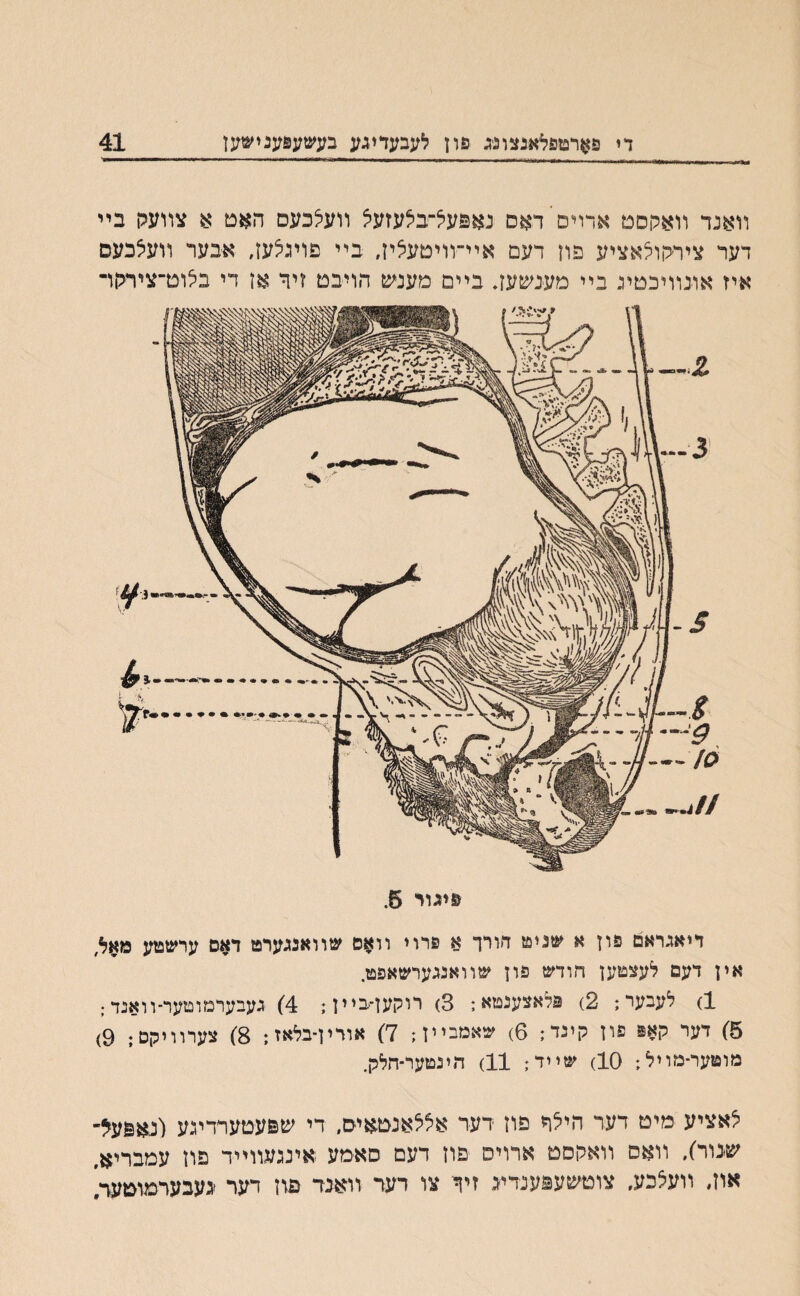 די פארטפליאנצונג פון לעבעדיגע בעשעפענישען 41 װאנד װאקסמ ארוים דאס נאכעל־־בלעזעל װעלכעס האט א צװעק בײ דער צירקולאציע פוז דעם אײ־װיטעליז, בײ פוינלעז, אבער װעאכעם איז אובװיכטיג בײ מענשעז. בײם מענש הויבט ?יך אז די בצוט־צירקד דיאגראם פין א שניט דורך א פרוי װאס שװאנגערט דאם ערשטע מאל׳ אין דעם לעצטען חודש פון שוואנגערשאפט. 1) לעבער; 2) פלאצענטא; 3) רוקען־בײן*, 4) געבערמוטער-װאנד; 5) דער קאפ פון קינד; 6) שאמביין; 7) אורין־בלאז; 8) צערװיקם; 9) מוטער־מויל; 10) שייד; 11) הינטער־חלק. לאציע מיט דער הילח פון דער אללאנטאיס, די שפעטערדינע (נאפעל־ שנור), װאס װאקסט ארויס פון דעם סאמע אינגעװײד פון עמבריא, און, װעצכע, צוטשעפענדיג זיך צו דער װאנד פון דער נעבערמוטעה